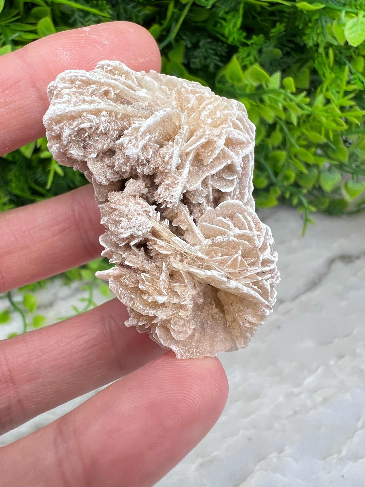 Woestijnroos cluster (5 cm) by KEY LIME STORE