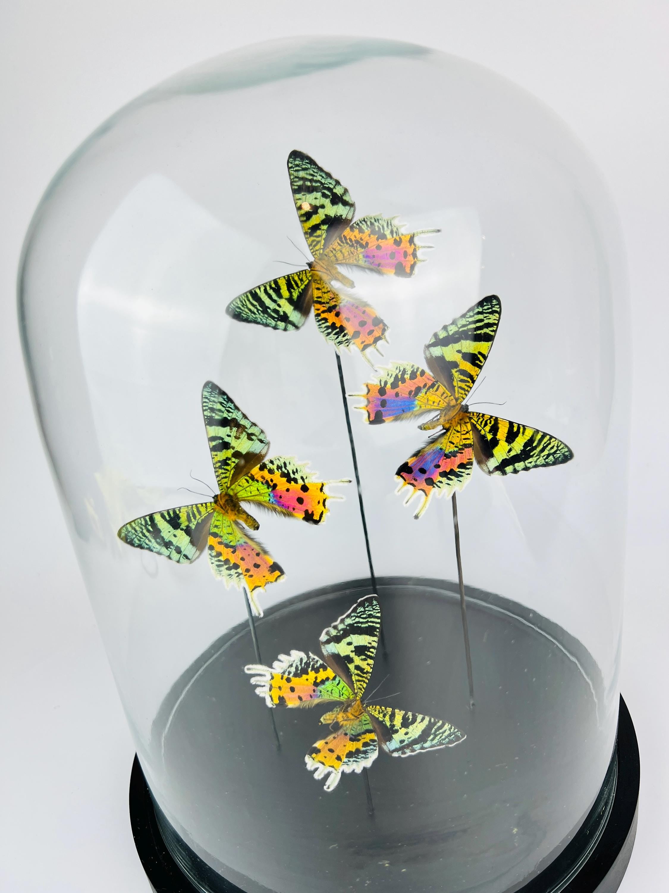 Echte vlinders Urania Ripheus (achterkant) in glazen koepel – 31 x 23 cm (12,2 x 9,1 inch)