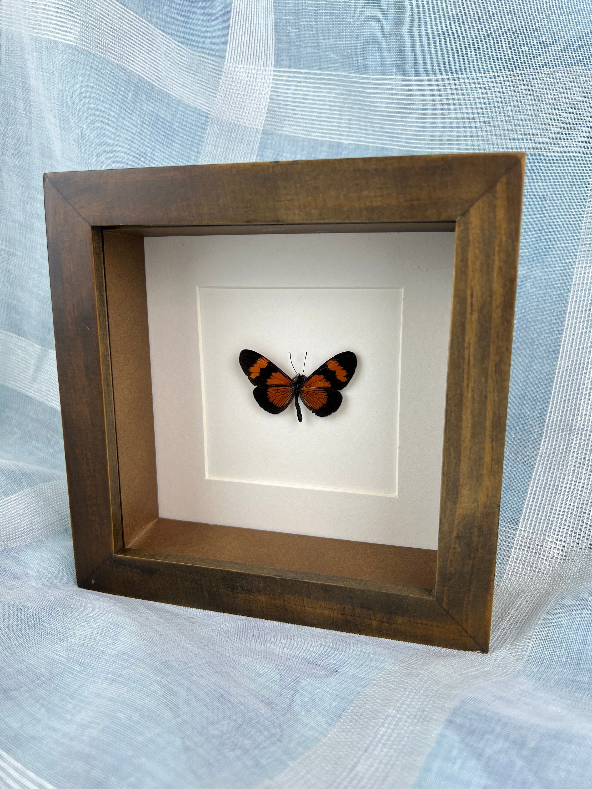 Altinote Negra in a frame