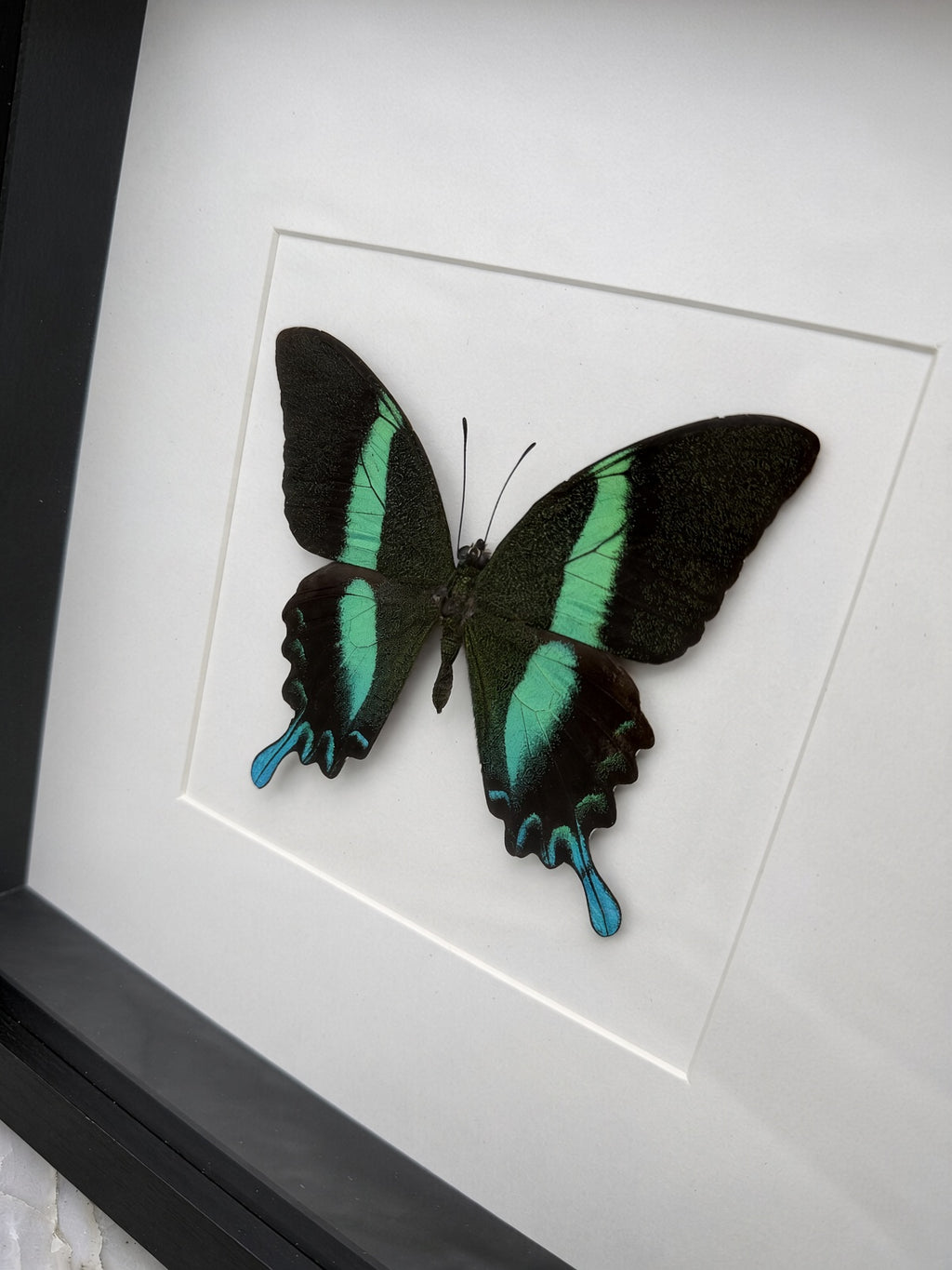 A framed image of a colorful butterfly with black and green wings.