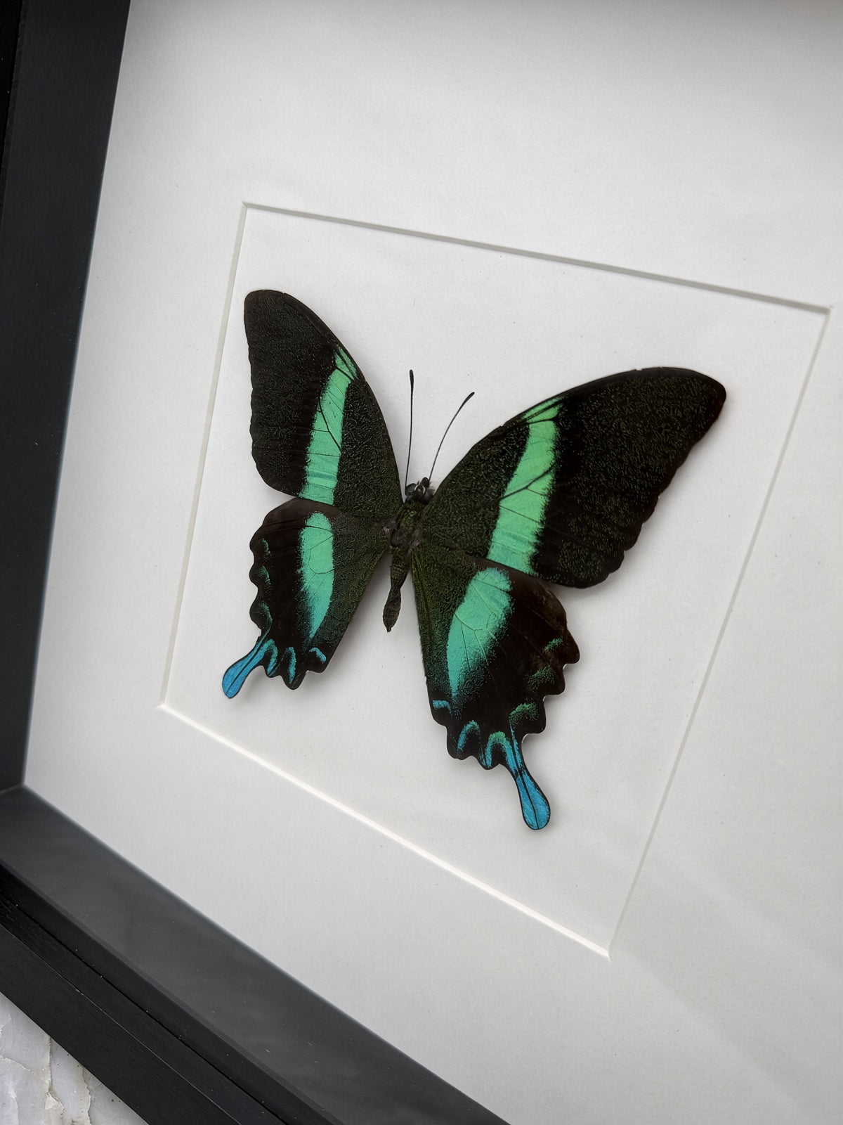 A framed image of a colorful butterfly with black and green wings.