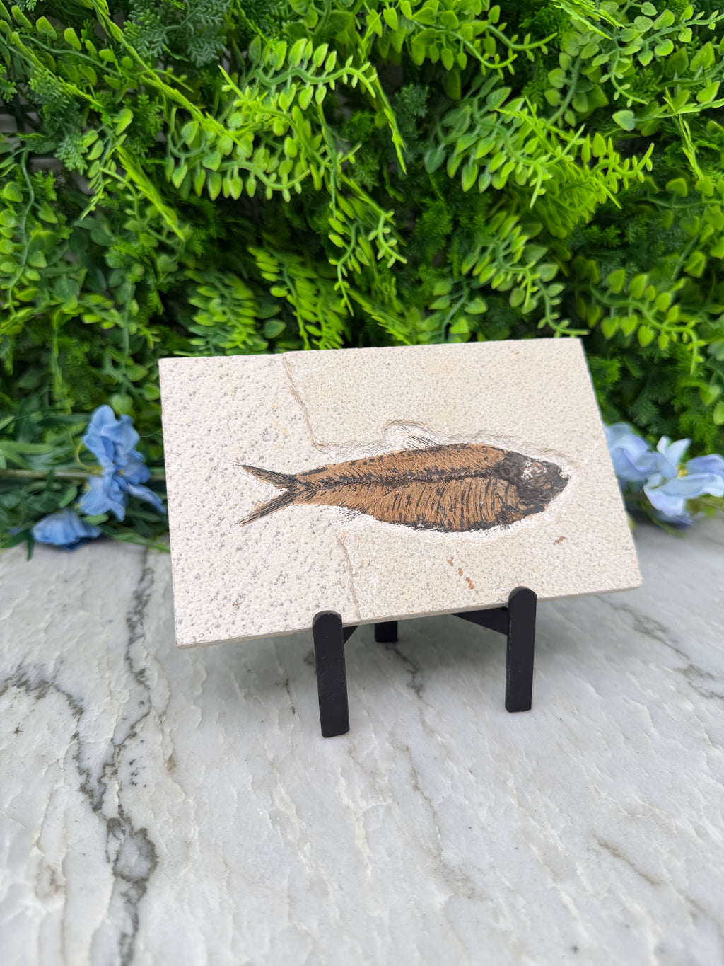 a fossilized fish displayed on a white tile against a backdrop of green foliage and blue flowers.
