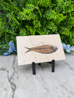a fossilized fish displayed on a white tile against a backdrop of green foliage and blue flowers.