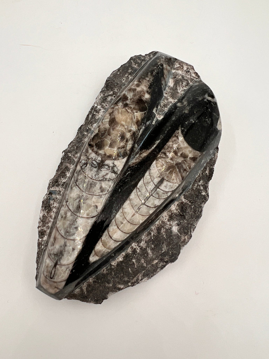 Orthoceras – Fossil von KEY LIME STORE