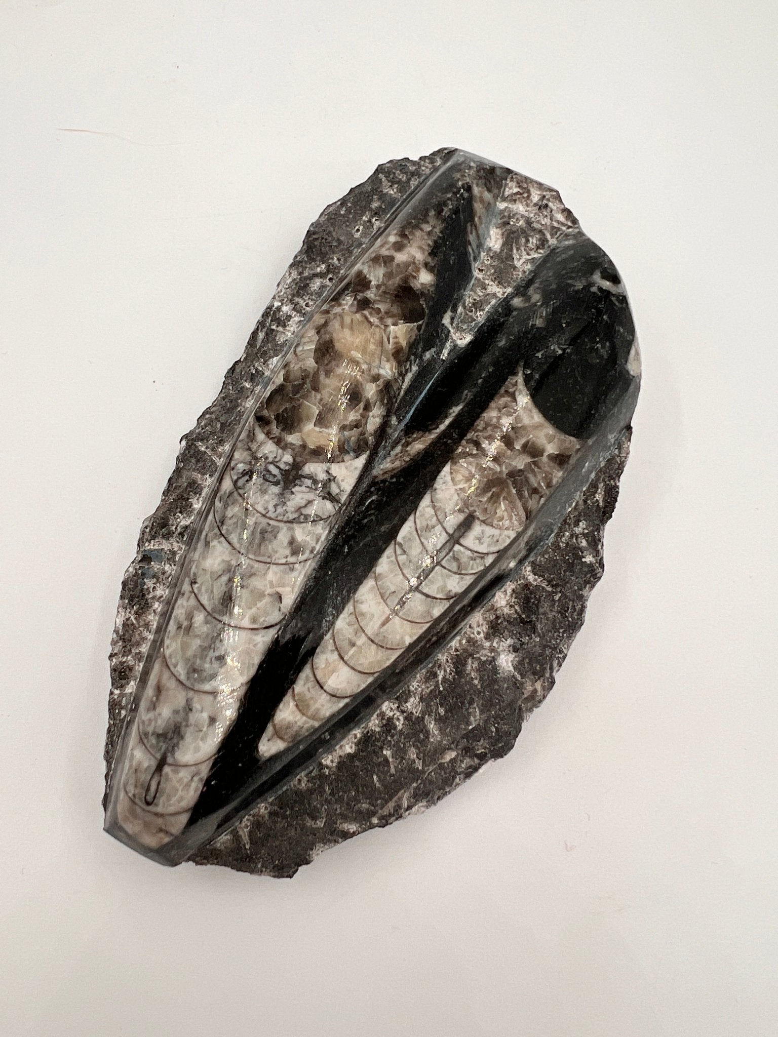 Orthoceras – Fossil von KEY LIME STORE