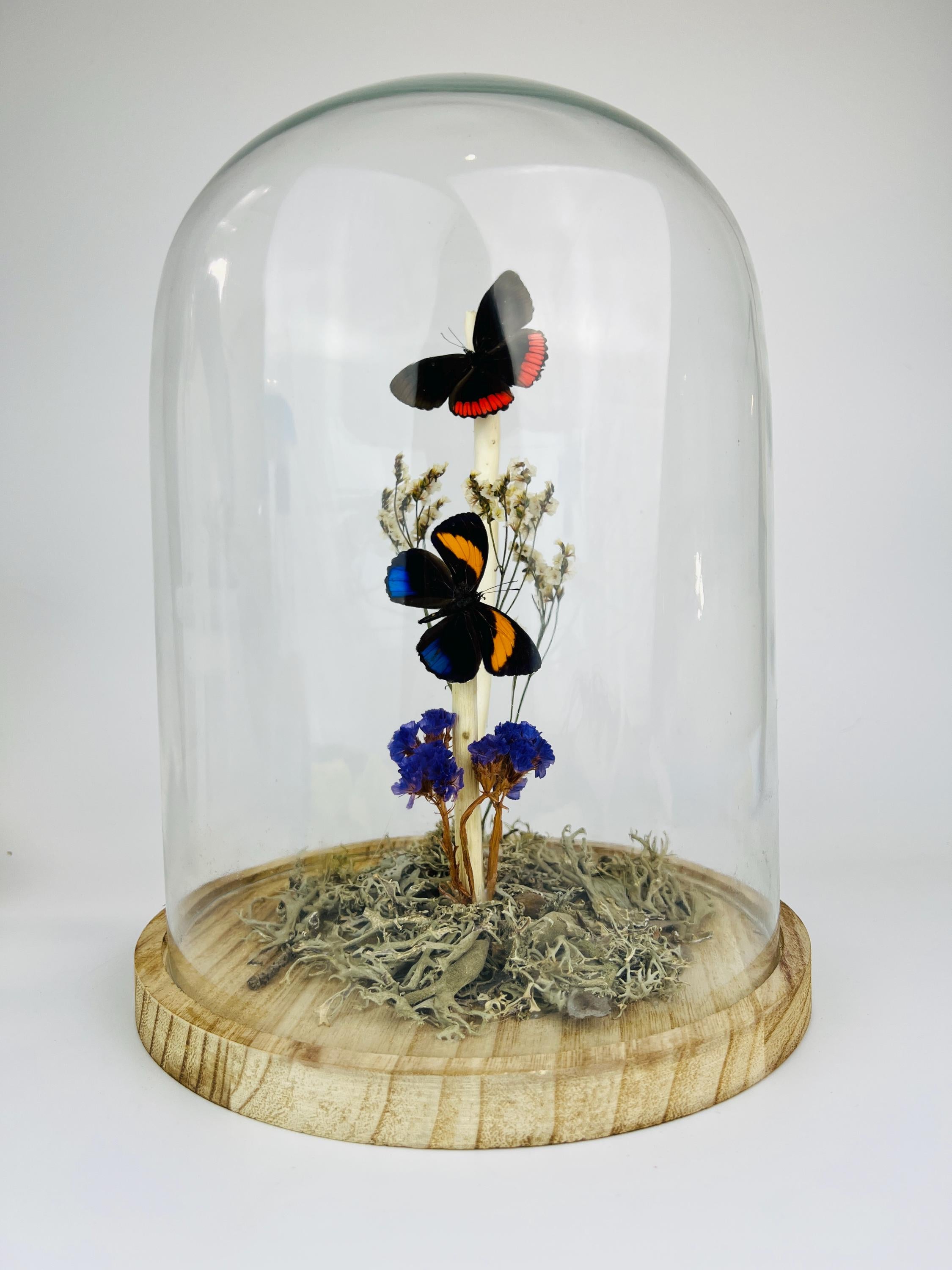 Callicore en Biblis Hyperia in stolp