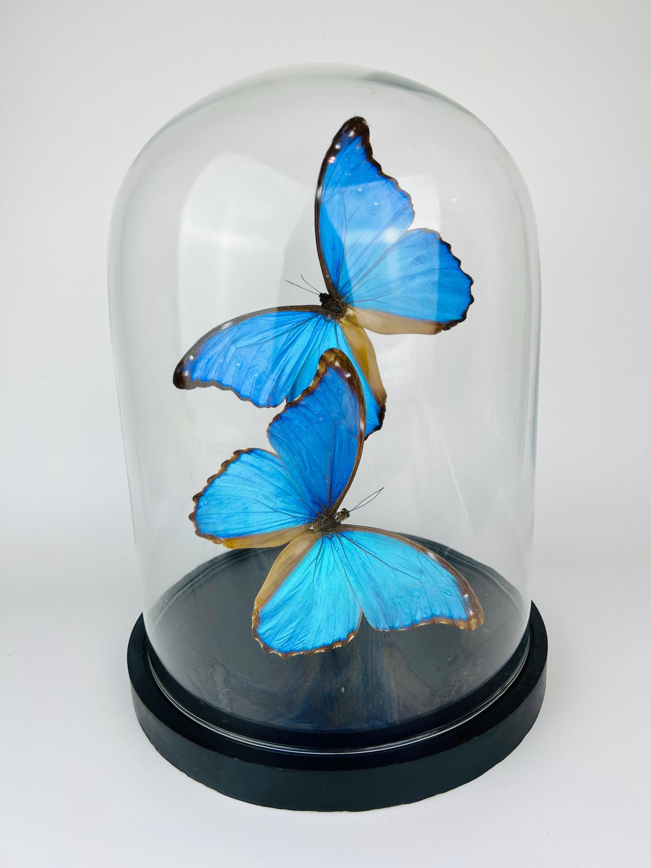 Echte vlinders Morpho Didius in glazen koepel – 31 x 23 cm