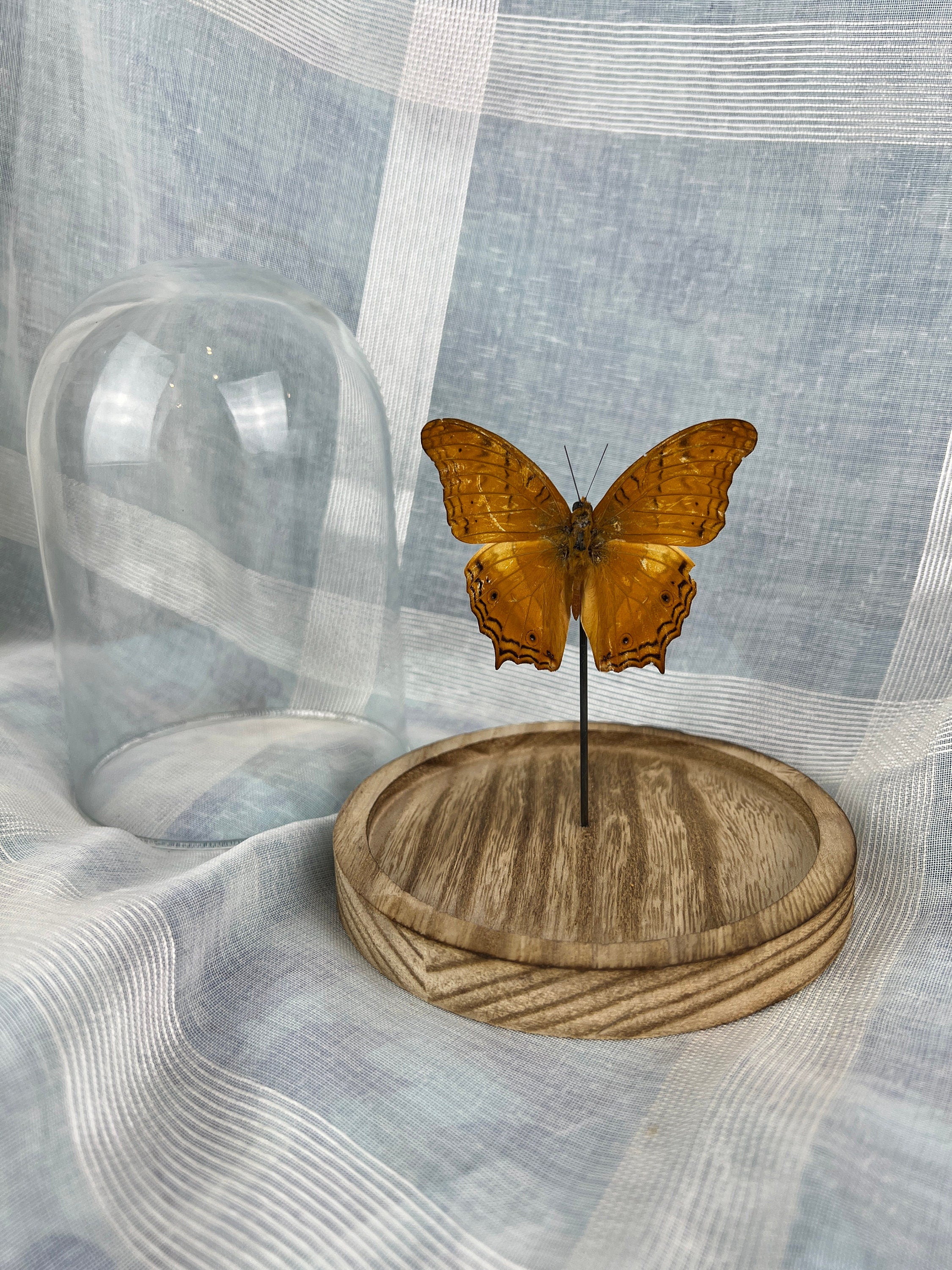 Vindula Erota in stolp