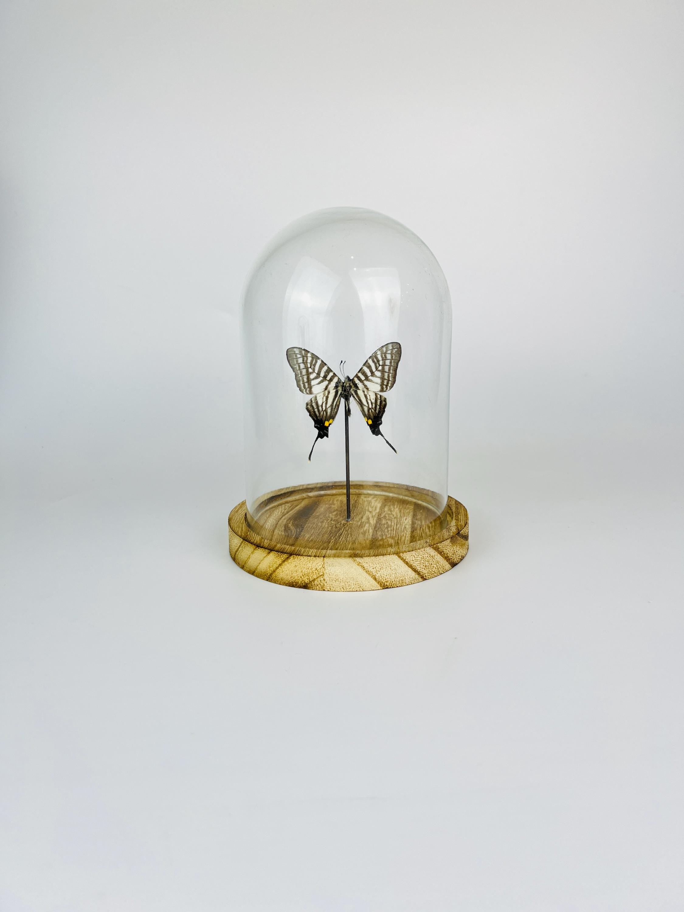 Graphium Pazala Eurous in a bell jar