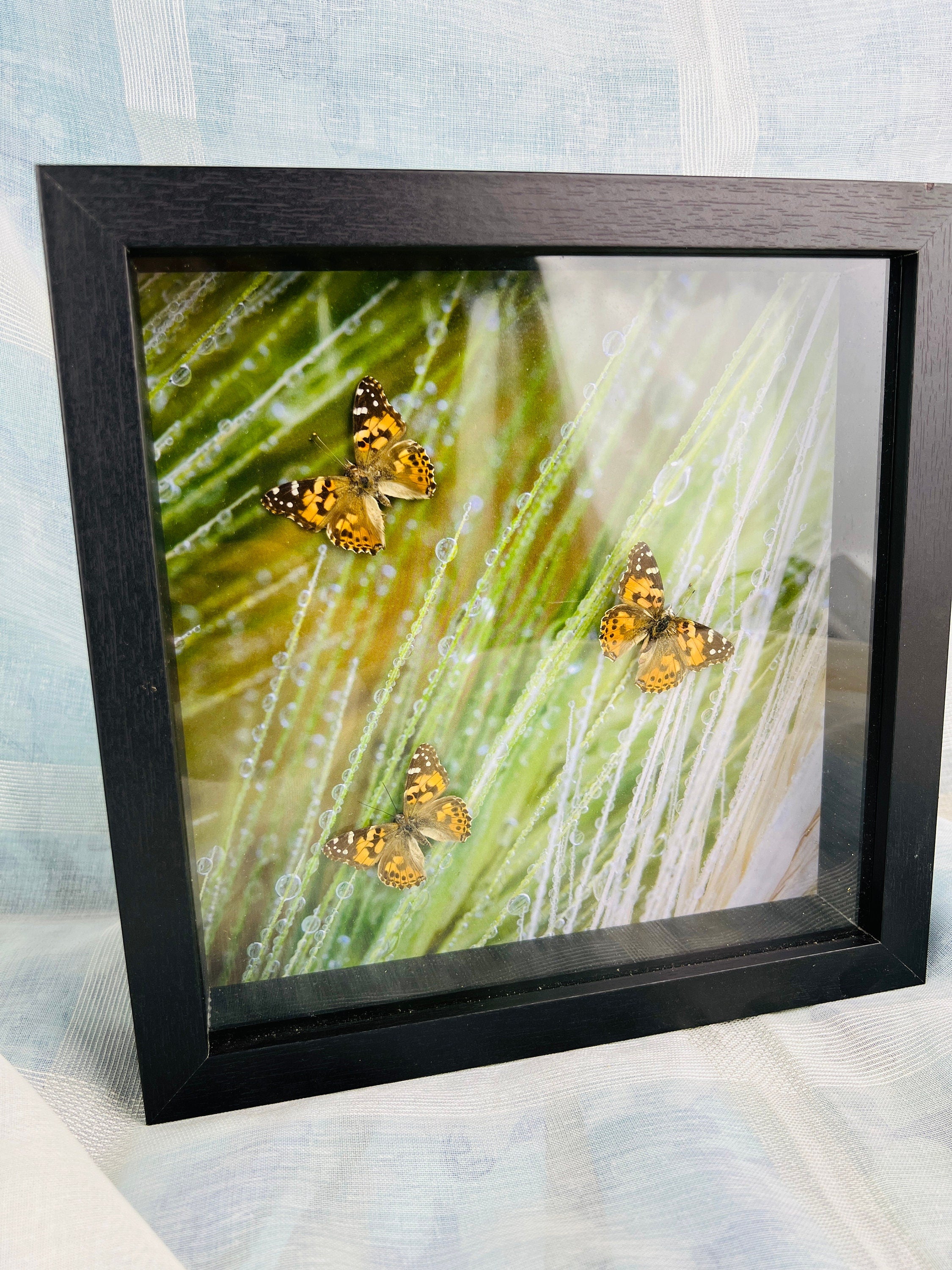Unique Wall Decor: Framed Vanessa Cardui Butterflies and Photo Print