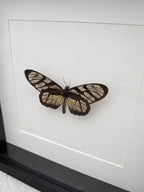 A butterfly with black and white wings is displayed on a white surface.