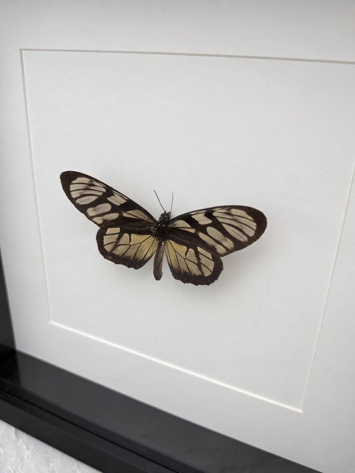 A butterfly with black and white wings is displayed on a white surface.