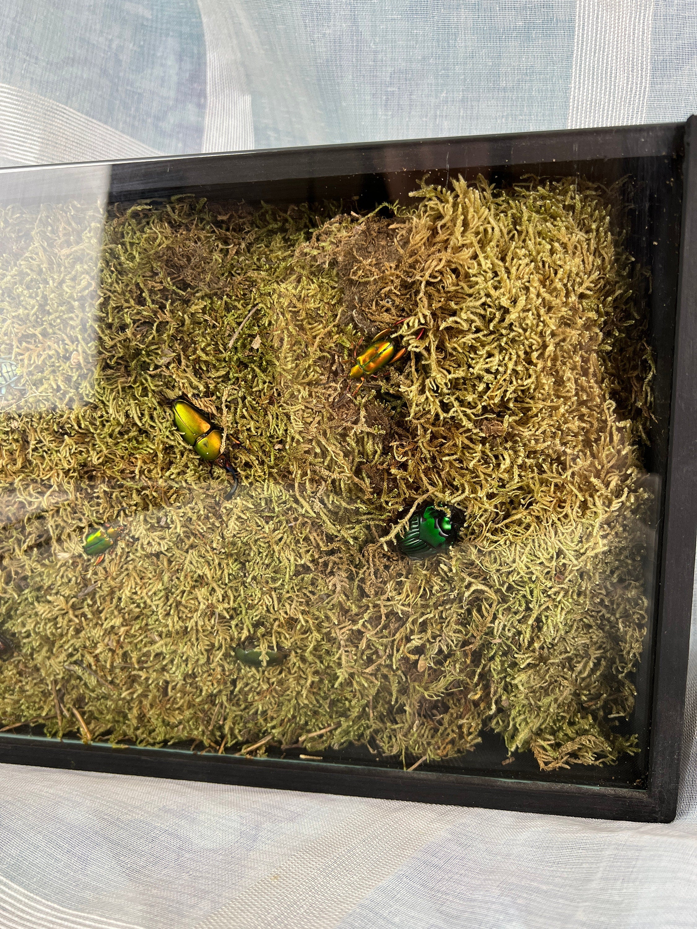 7 kevers op mos in insectendoos