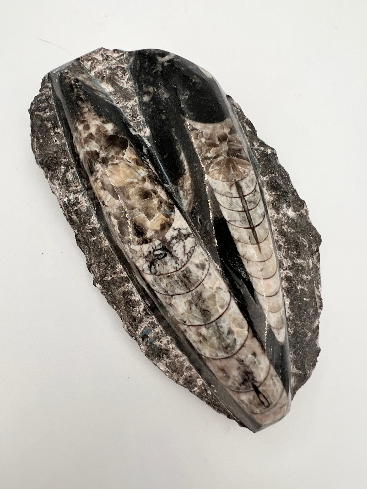 Orthoceras - fossile par KEY LIME STORE