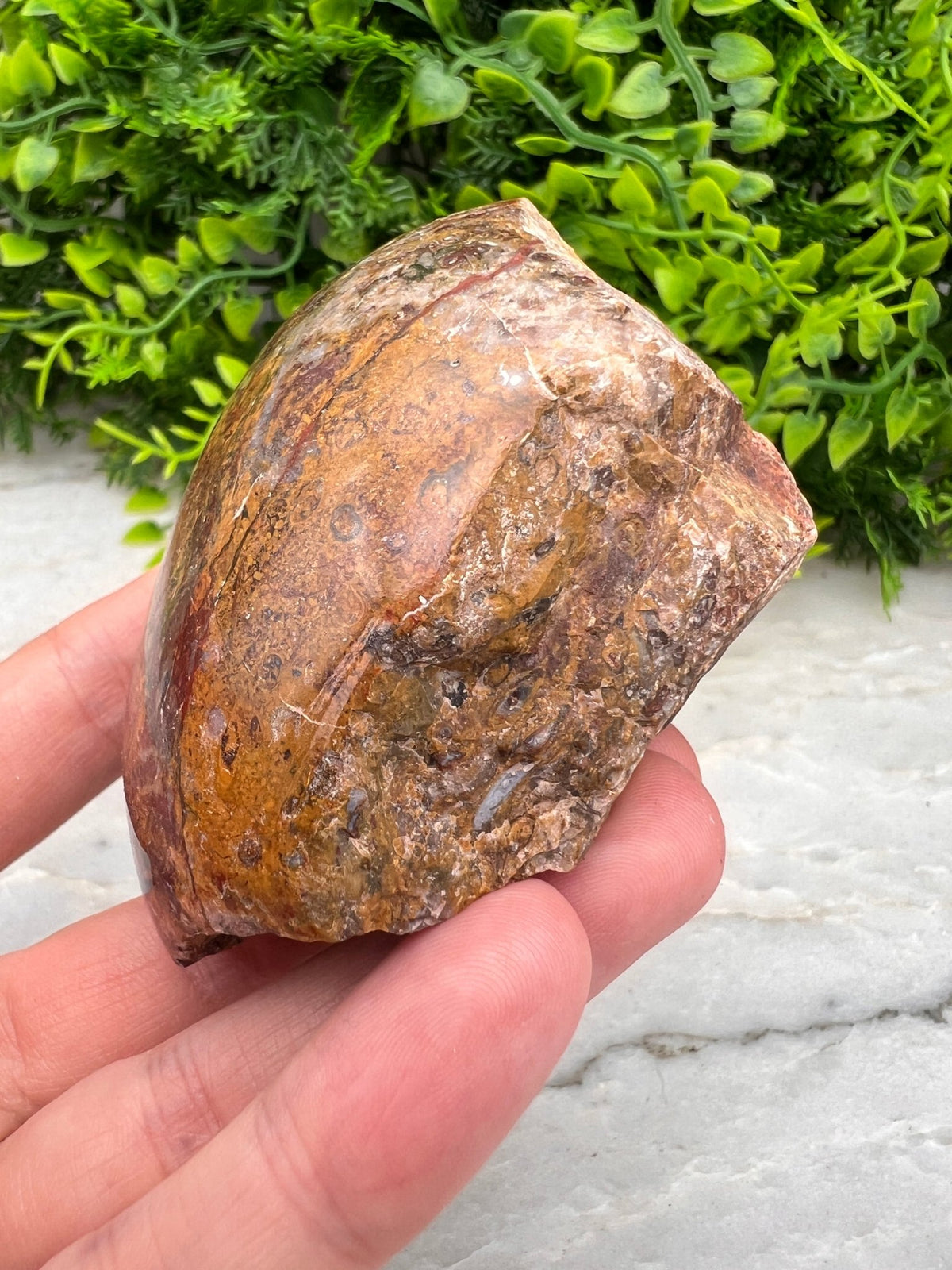 Rode palm fossiel half ruw half gepolijst by KEY LIME STORE