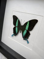 A framed image of a colorful butterfly with black and green wings.