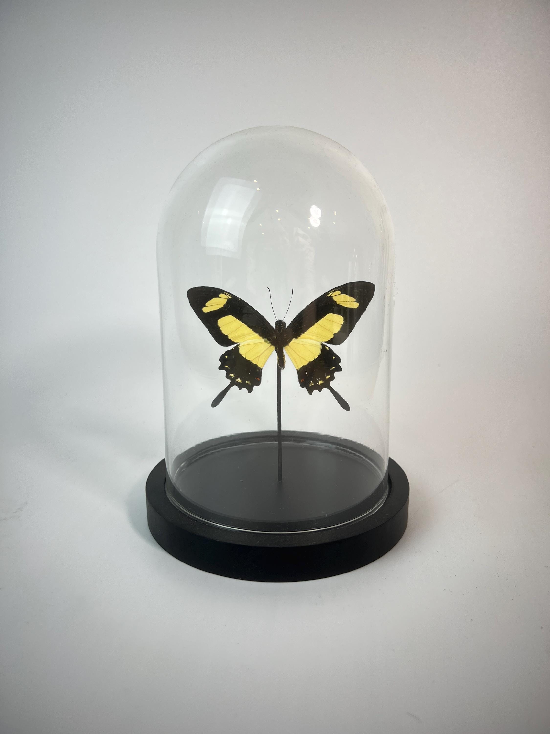 Echte vlinder | Papilio Torquatus in stolp (17x13cm)