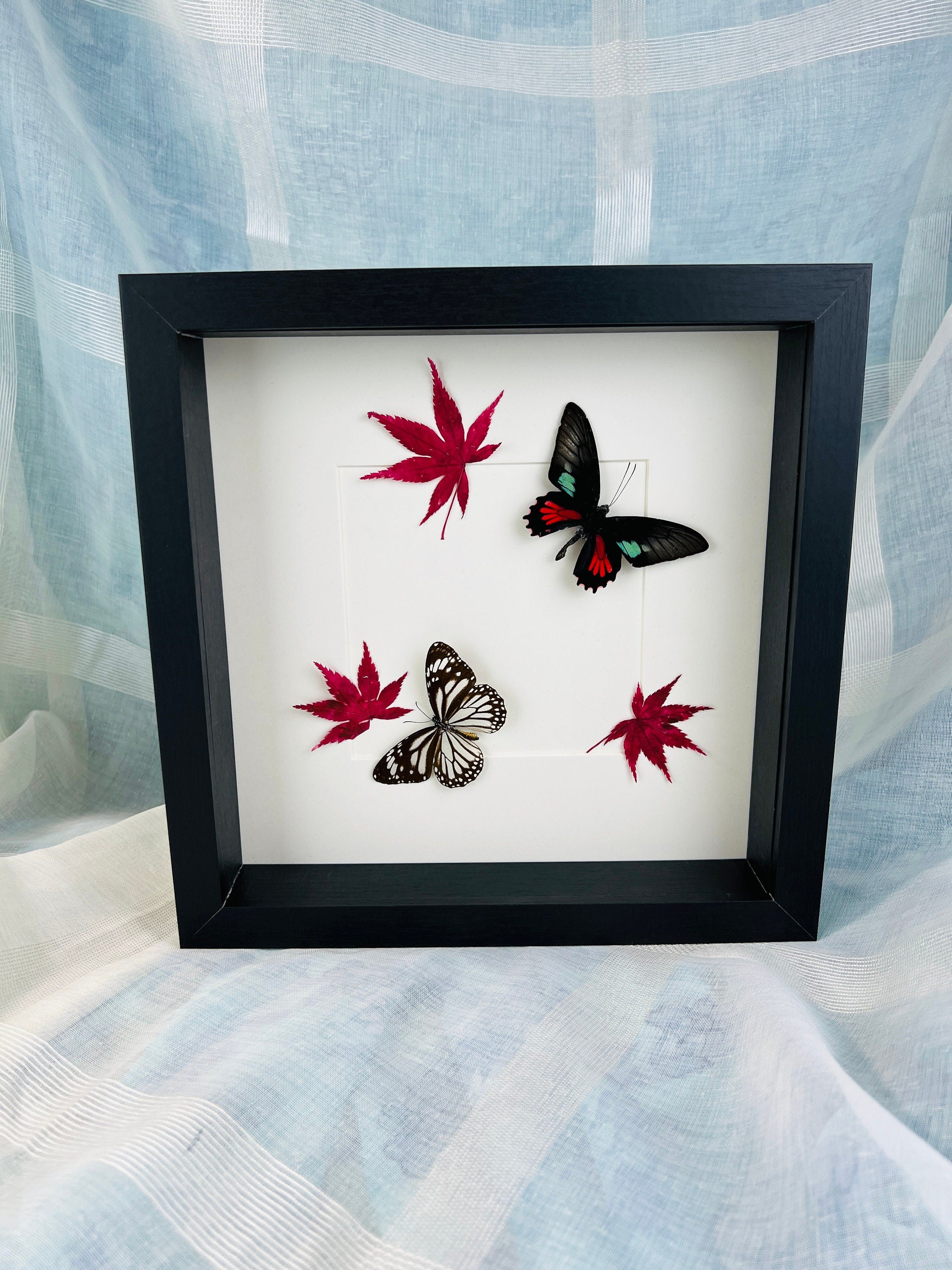 Parides Aeneas en Danaus Melanippus met Japanse esdoorn in lijst