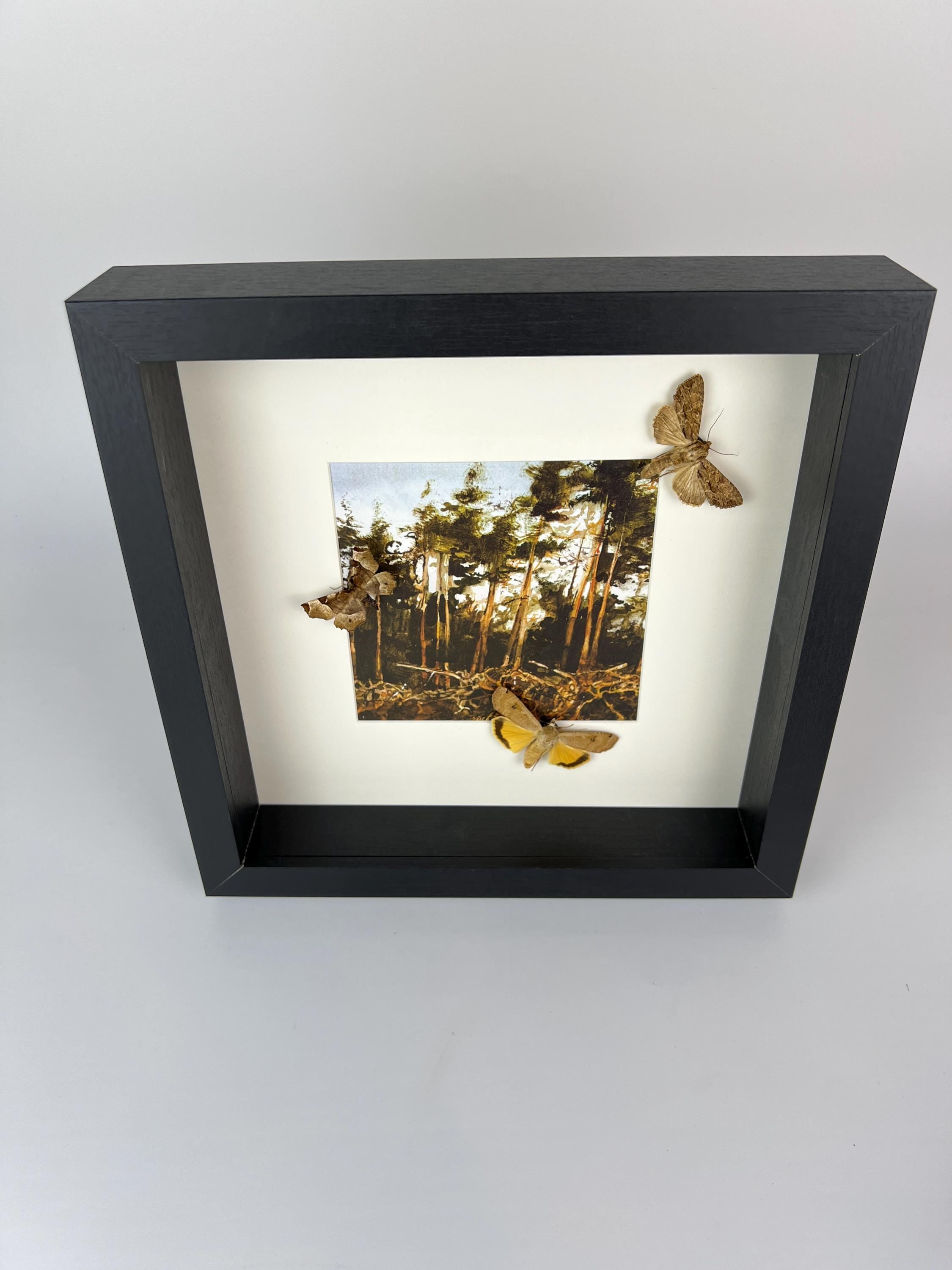 Motten auf Druck in einem Rahmen