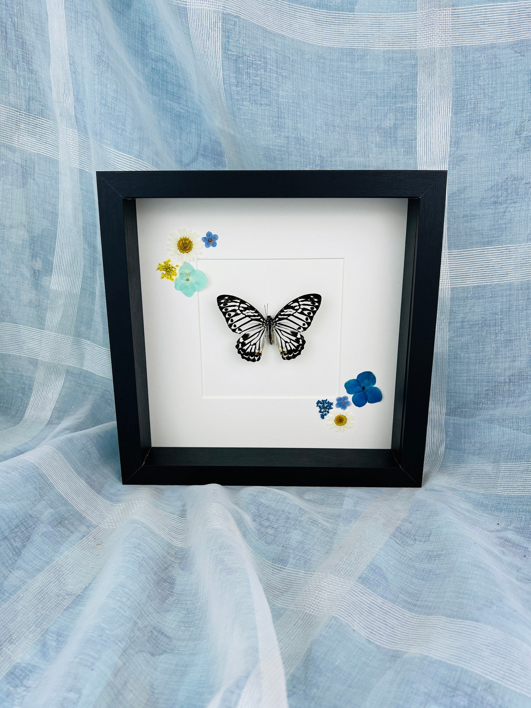 Echte vlinder | Graphium Delesserti en droogbloemen in lijst (25x25cm)