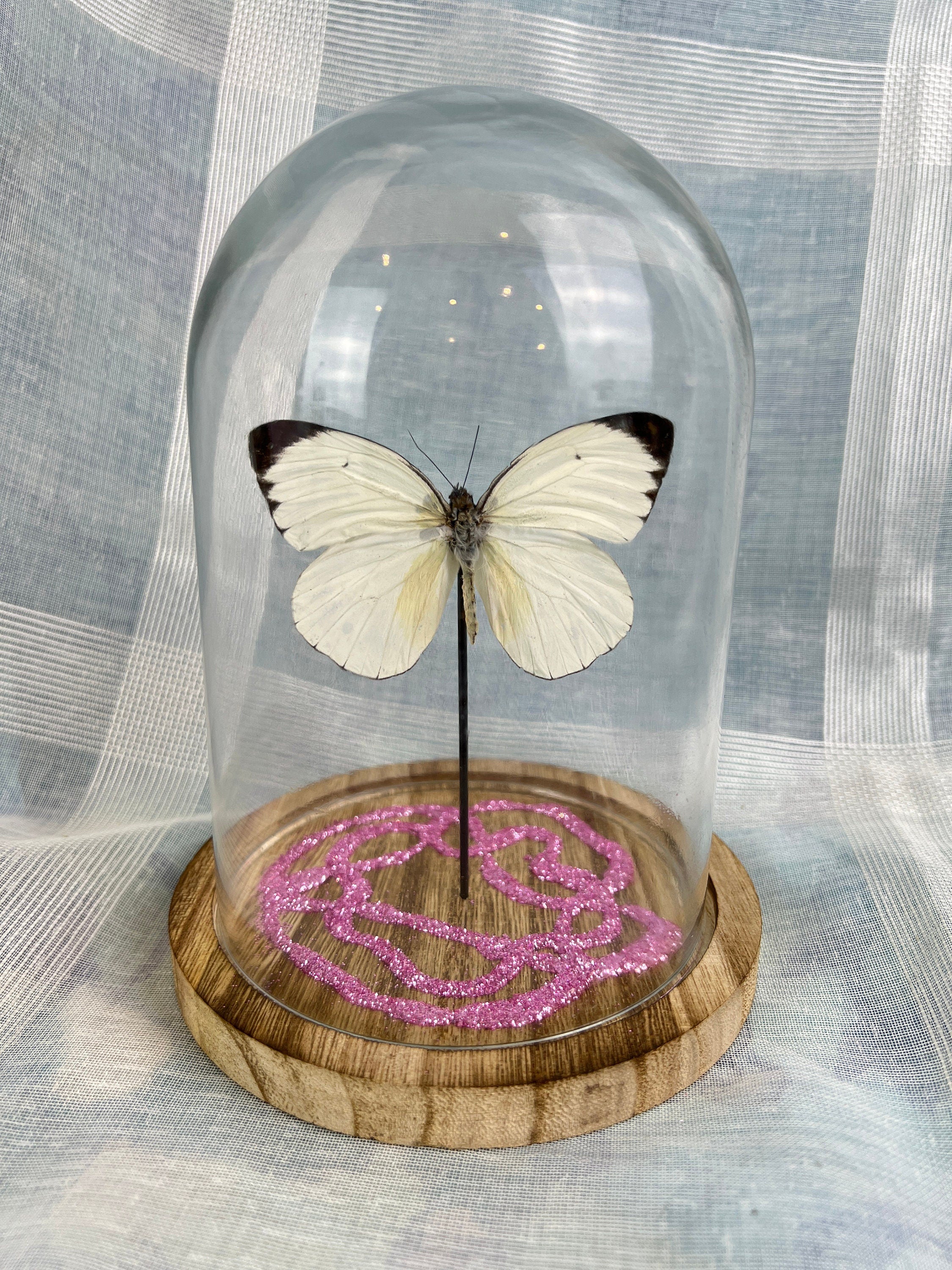 Echte vlinder | Ascia Bunaie met roze glitter element in stolp (17x13cm)