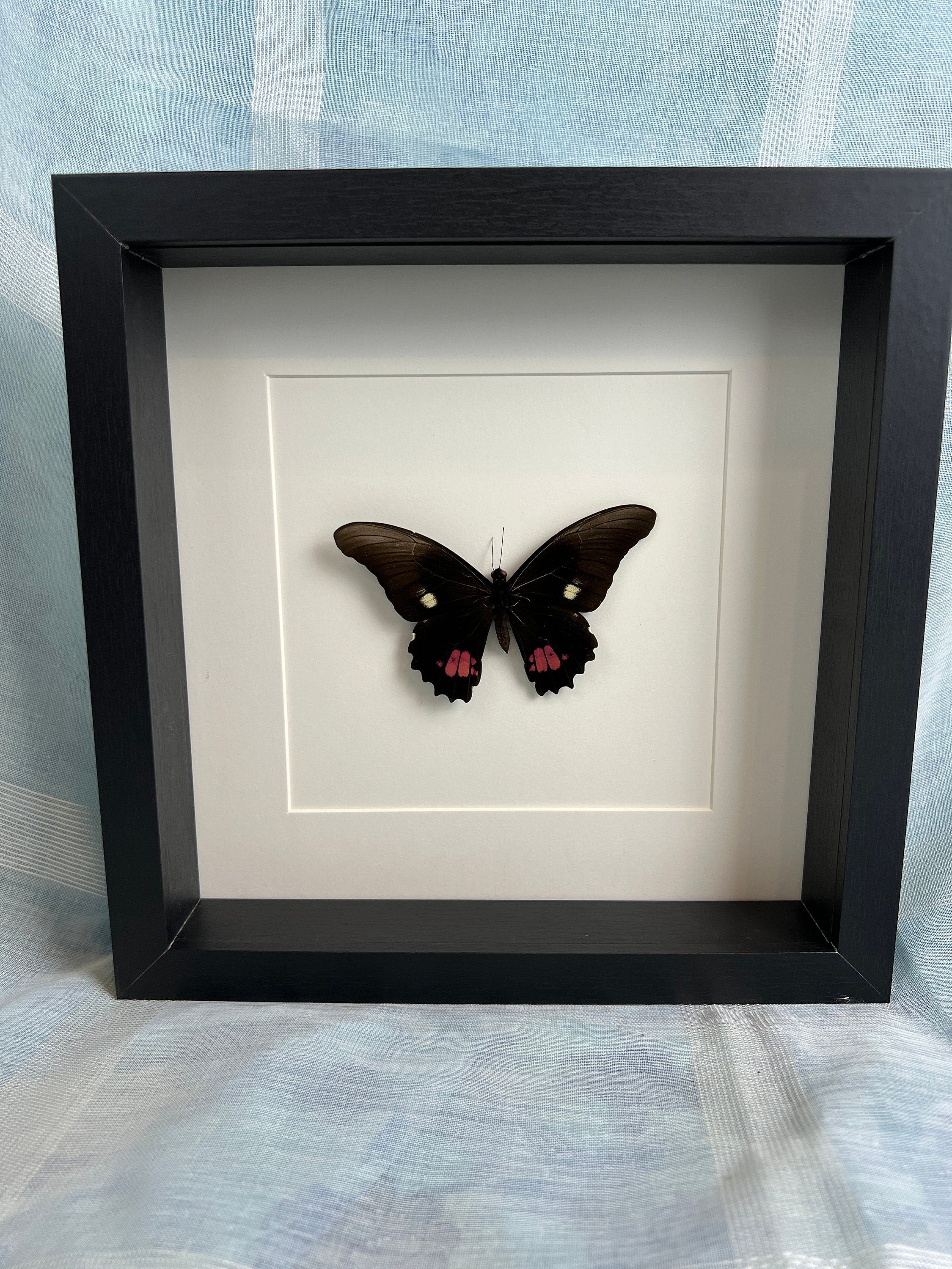 Papilio Anchisiades in lijst