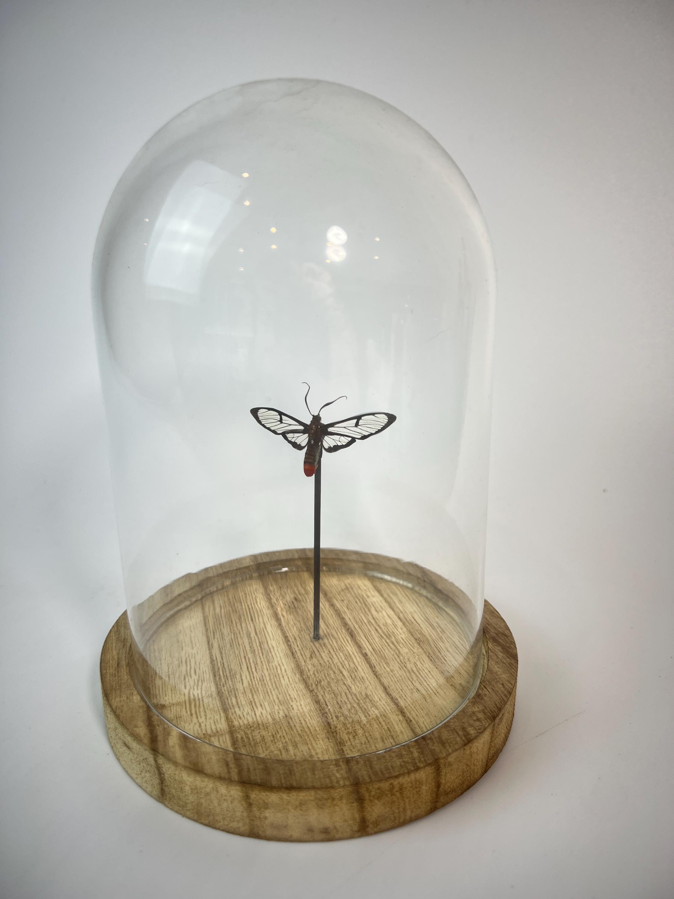 Vlinder met doorzichtige vleugels in stolp