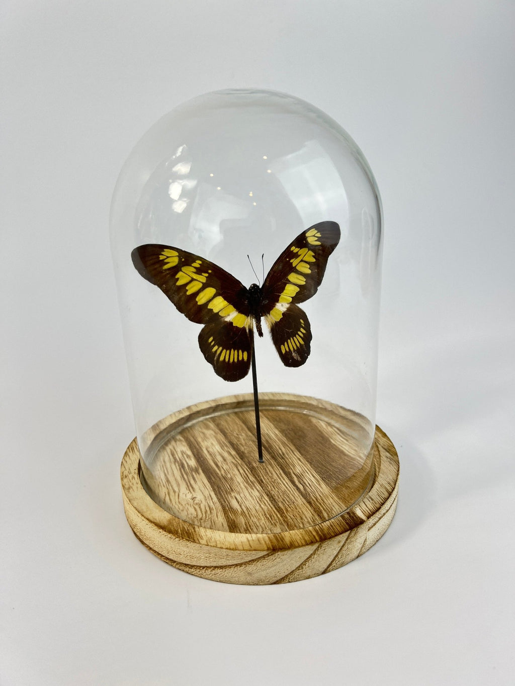 Graphium Latreillanus Theorini in einer Glasglocke von KEY LIME STORE