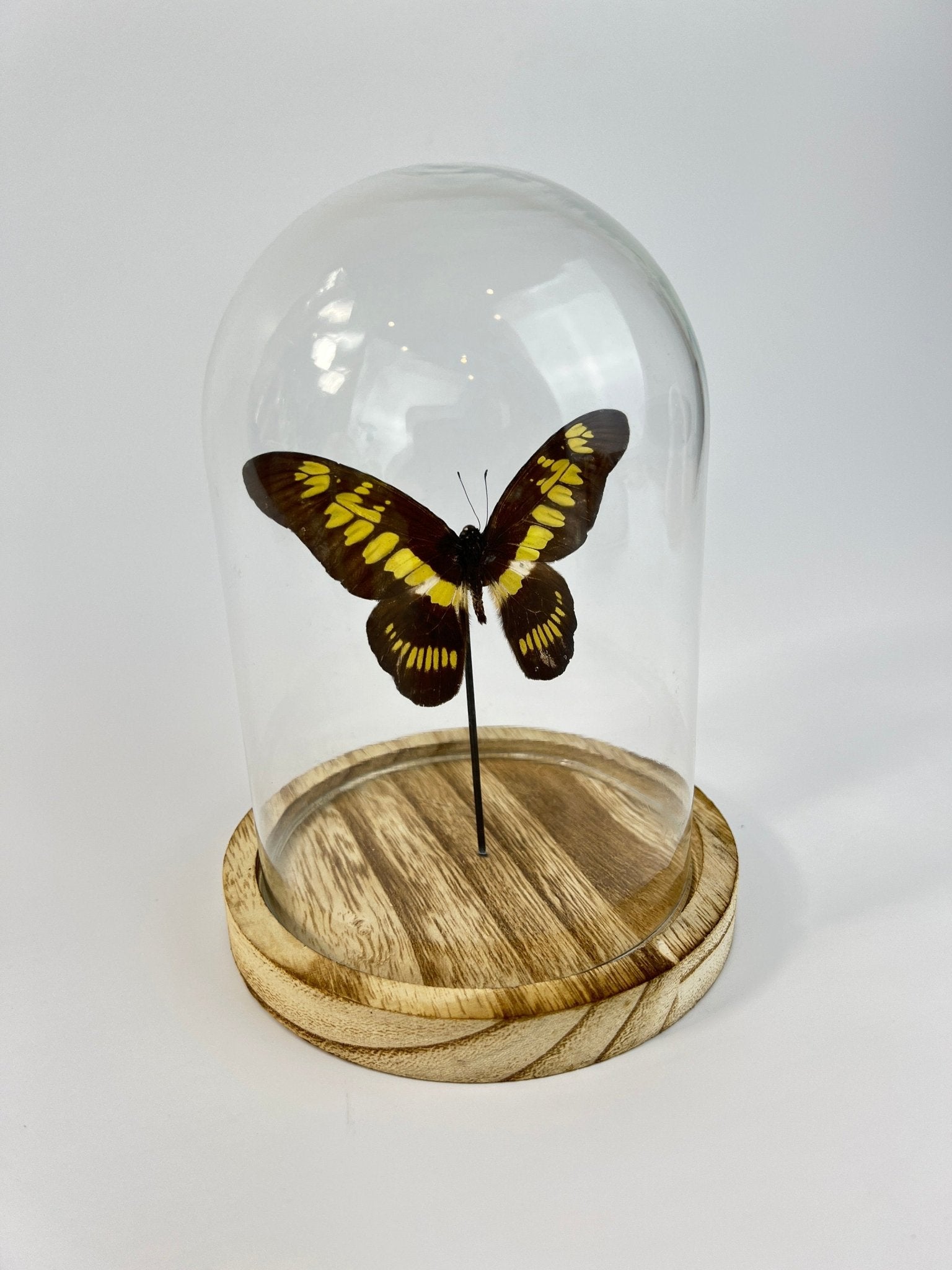 Graphium Latreillanus Theorini in einer Glasglocke von KEY LIME STORE