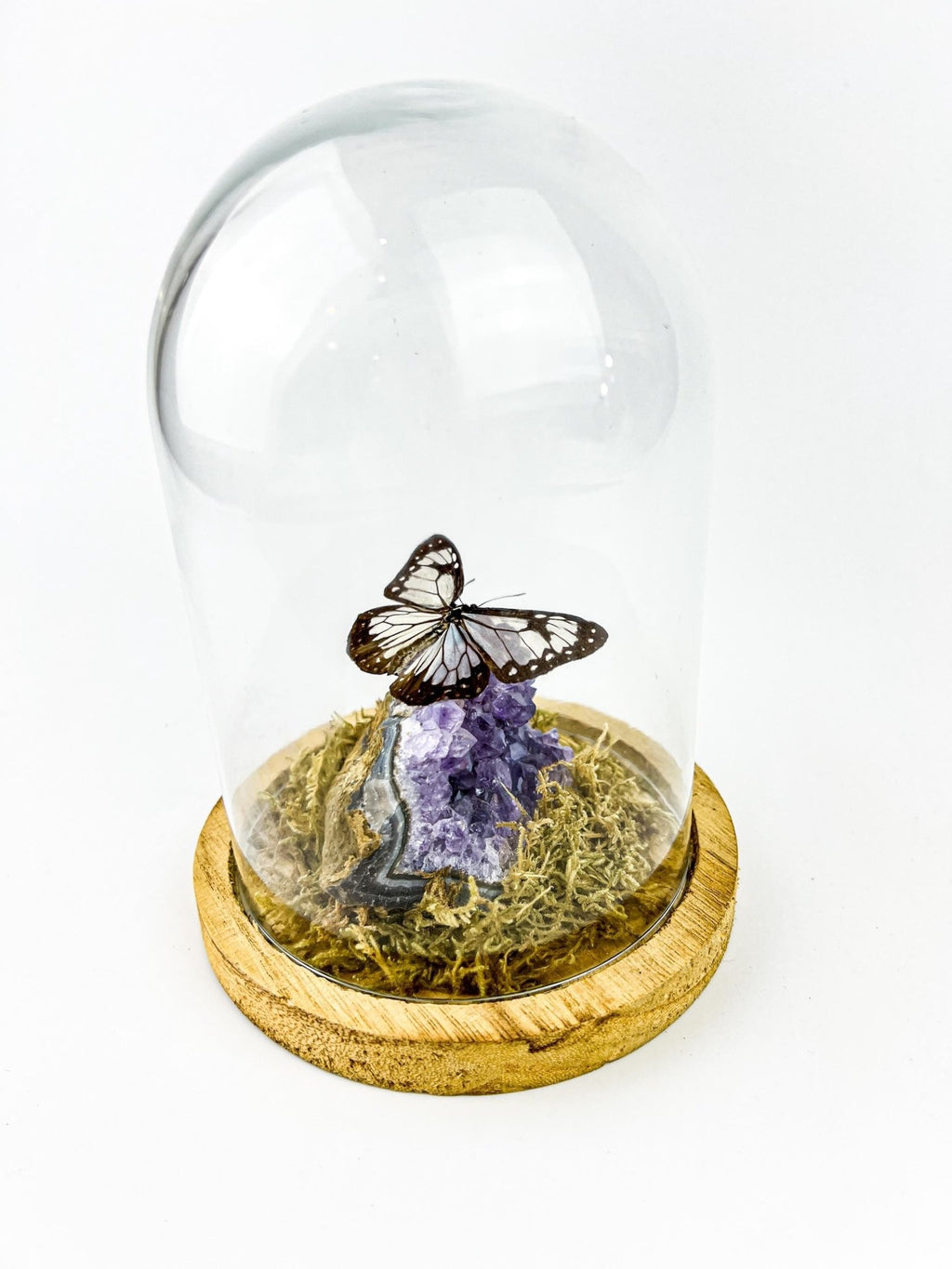 Parantica Vitrina auf Amethyst in einer Glasglocke von KEY LIME STORE