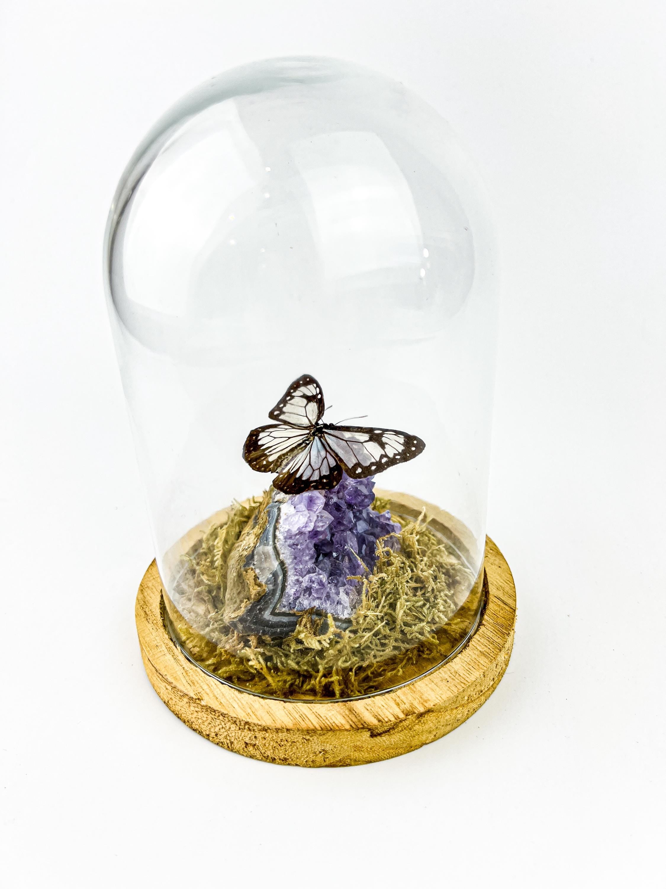 Echte vlinder | Parantica Vitrina op Amethyst in stolp (17x13cm)