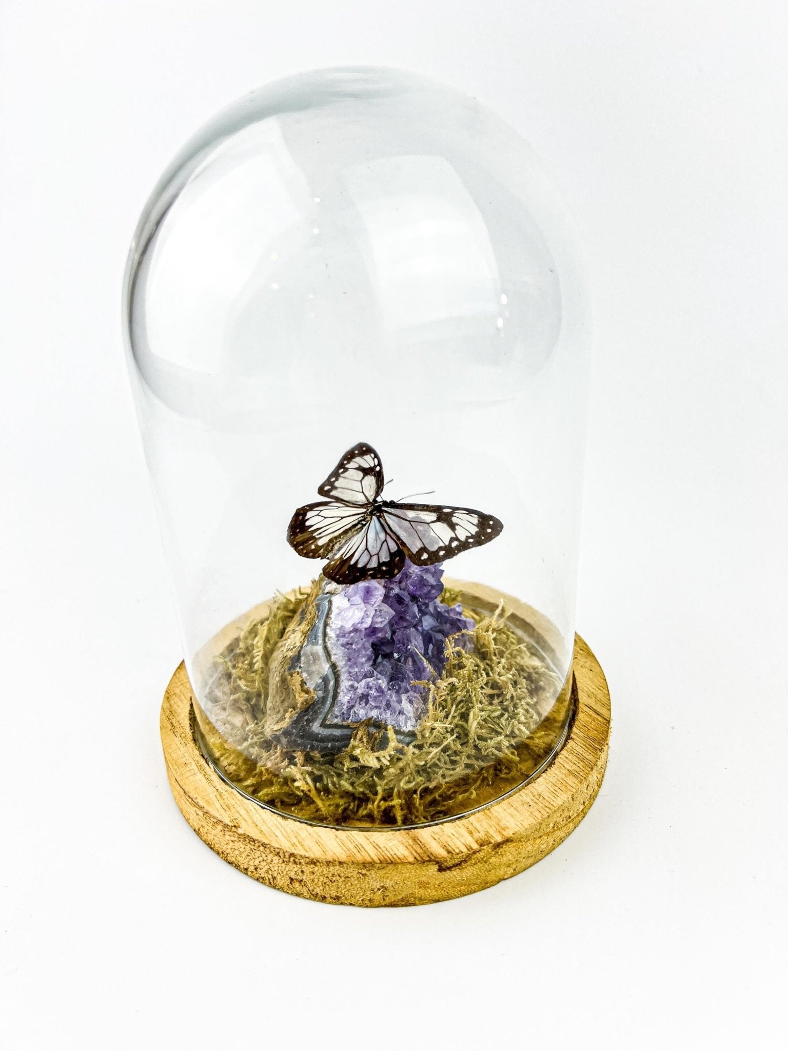 Parantica Vitrina auf Amethyst in einer Glasglocke von KEY LIME STORE