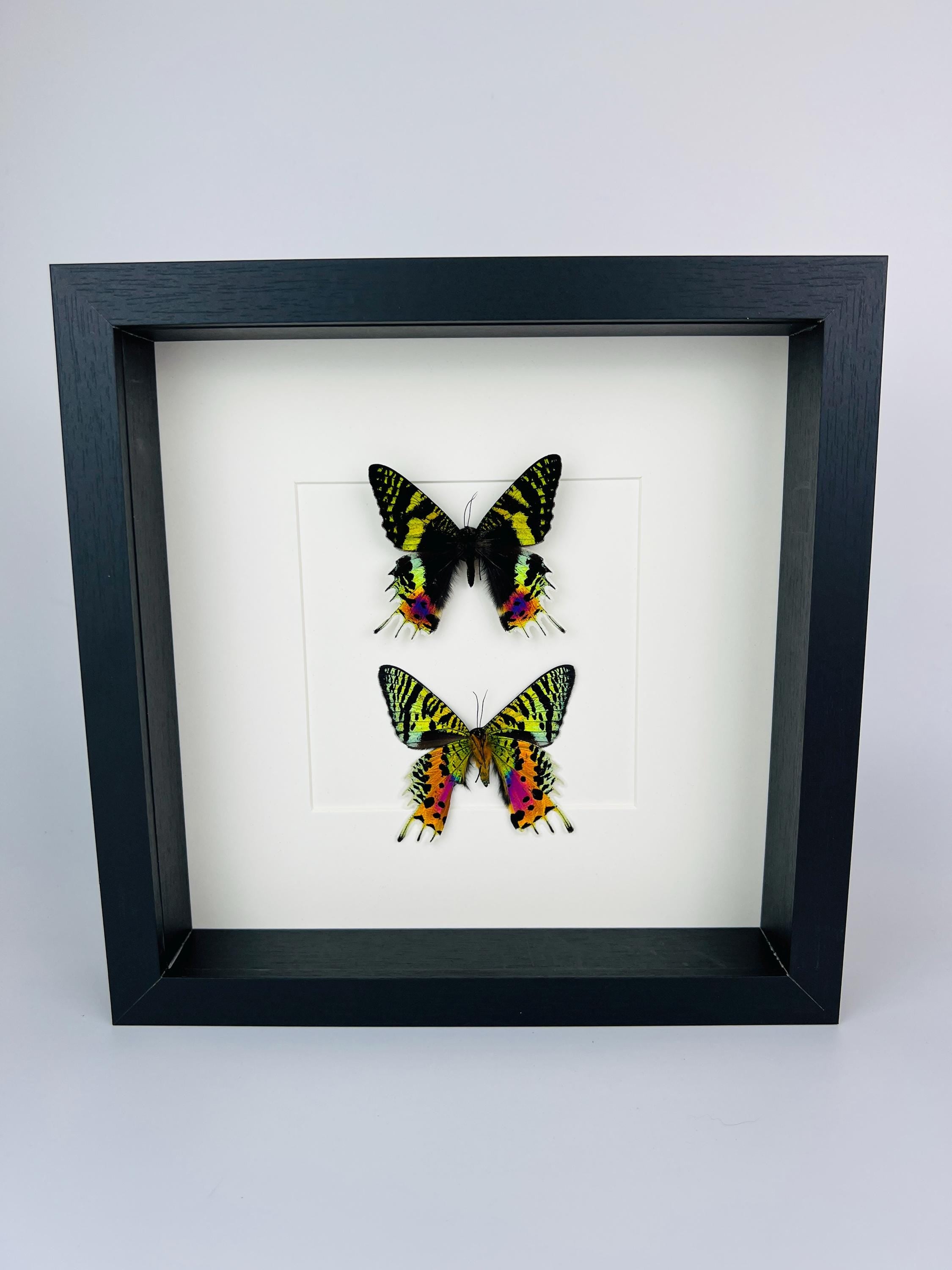 Echte vlinders Urania Ripheus (voor- en achterkant) - ingelijst - 25 x 25 cm (9,8 x 9,8 inch)