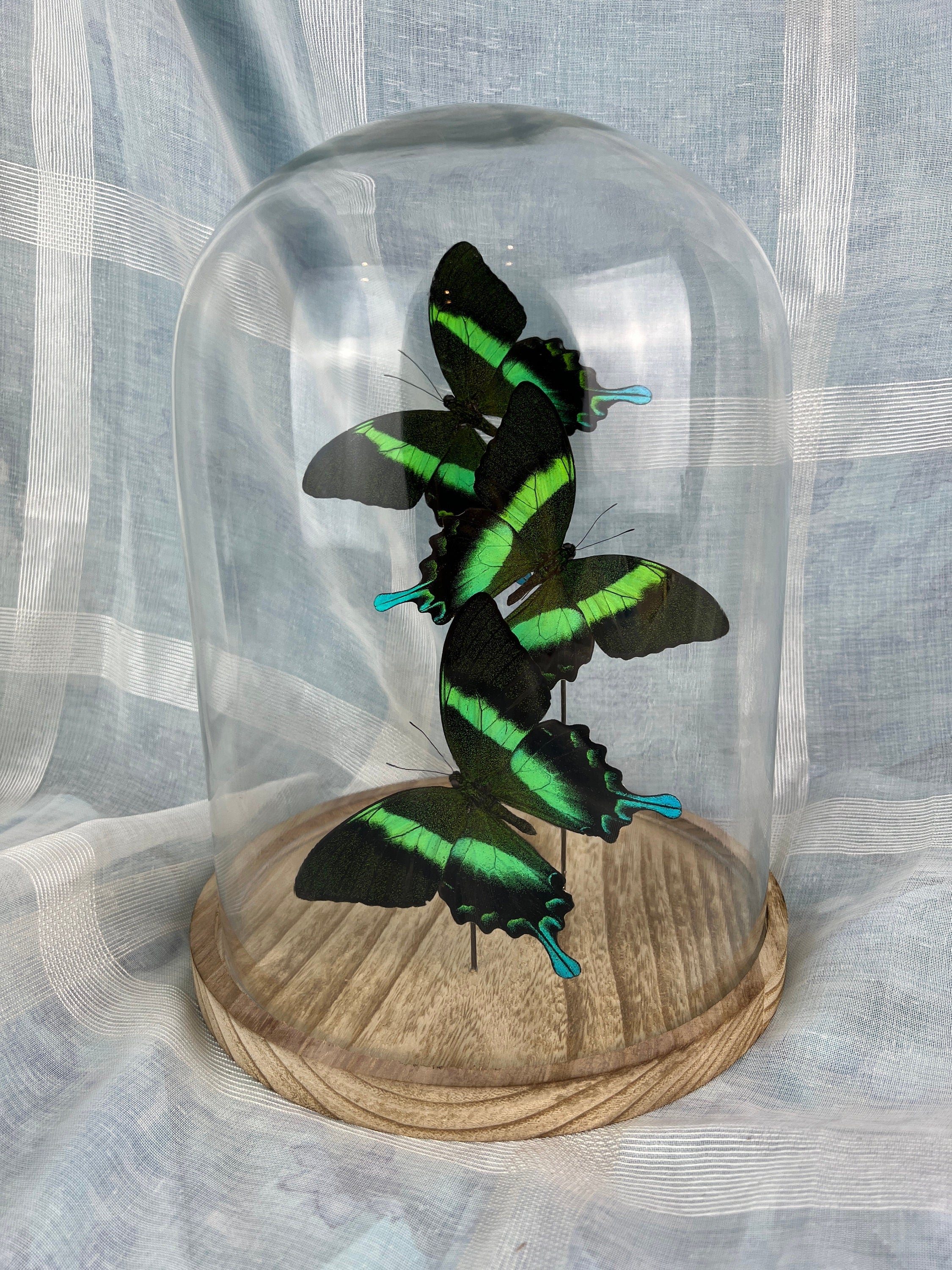 Papilio Blumei in stolp