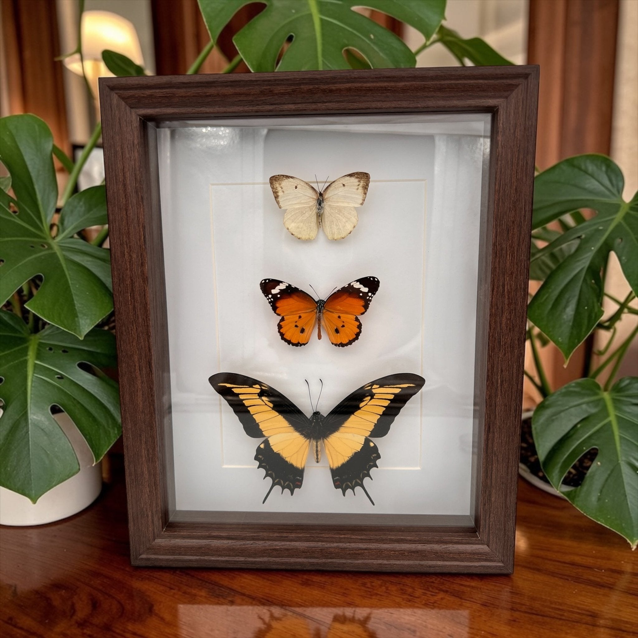 Papilio Androgeus, Danaus Chrysippus und Catopsilia in einem Rahmen von KEY LIME STORE