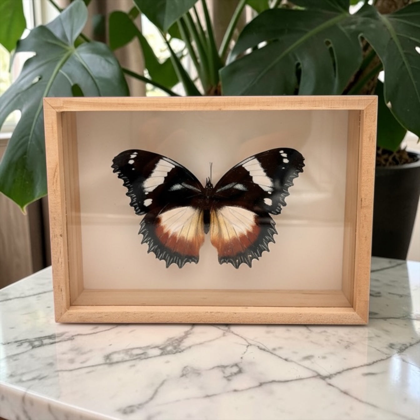 Hypolimnas Dexithea in lijst