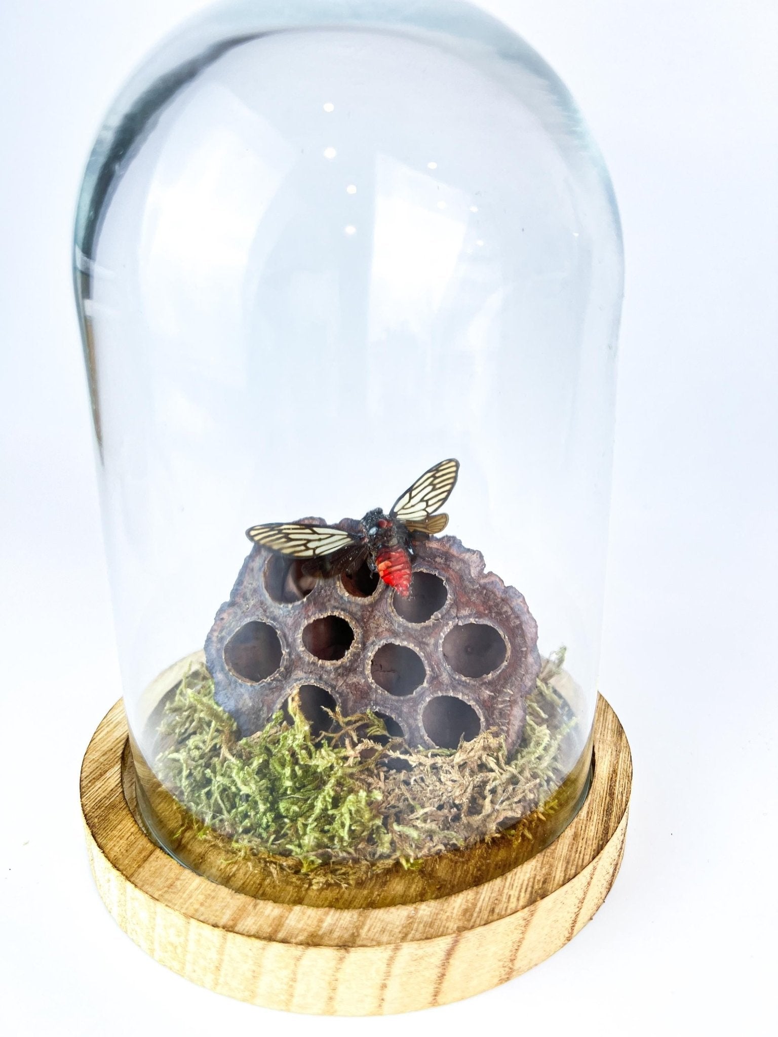 Huechys Incarnata-Zikade mit Moos und getrockneter Lotusblüte in einer Glasglocke von KEY LIME STORE