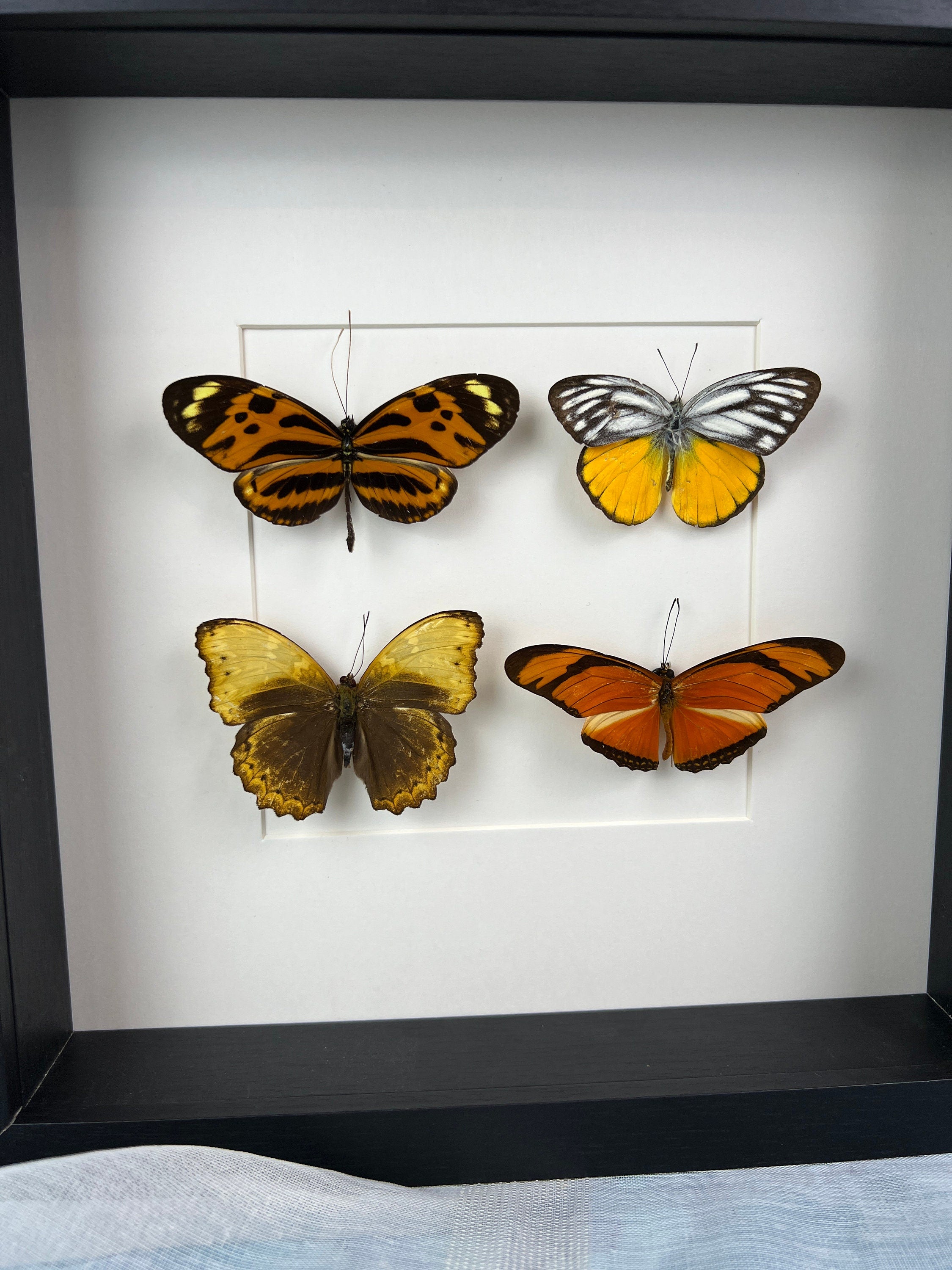 Mechanitis Lysimnia, Cepora Aspasia, Cymothoe Hypata und Dryas Julia in einem Rahmen