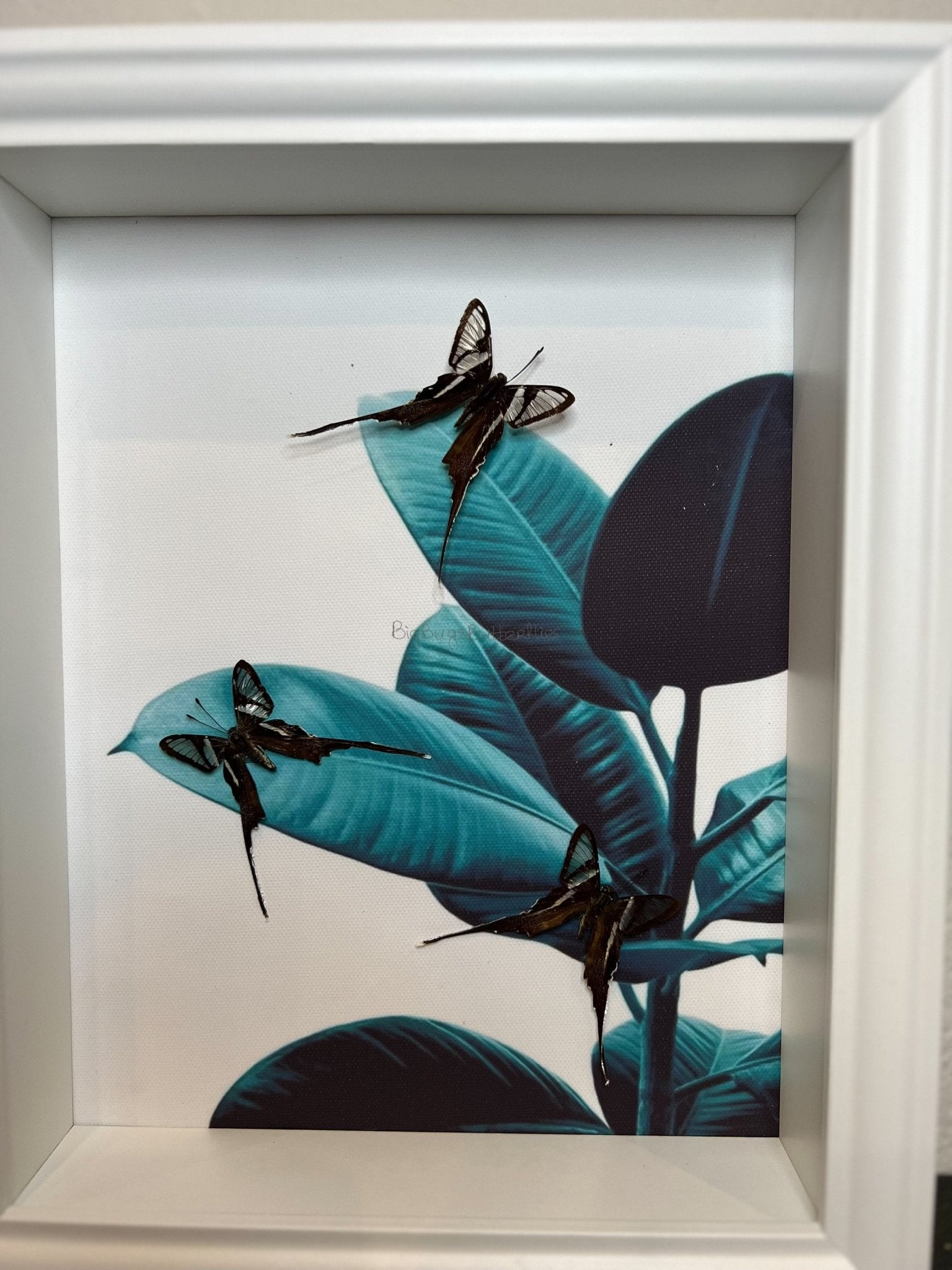 Lamproptera Meges in lijst by KEY LIME STORE