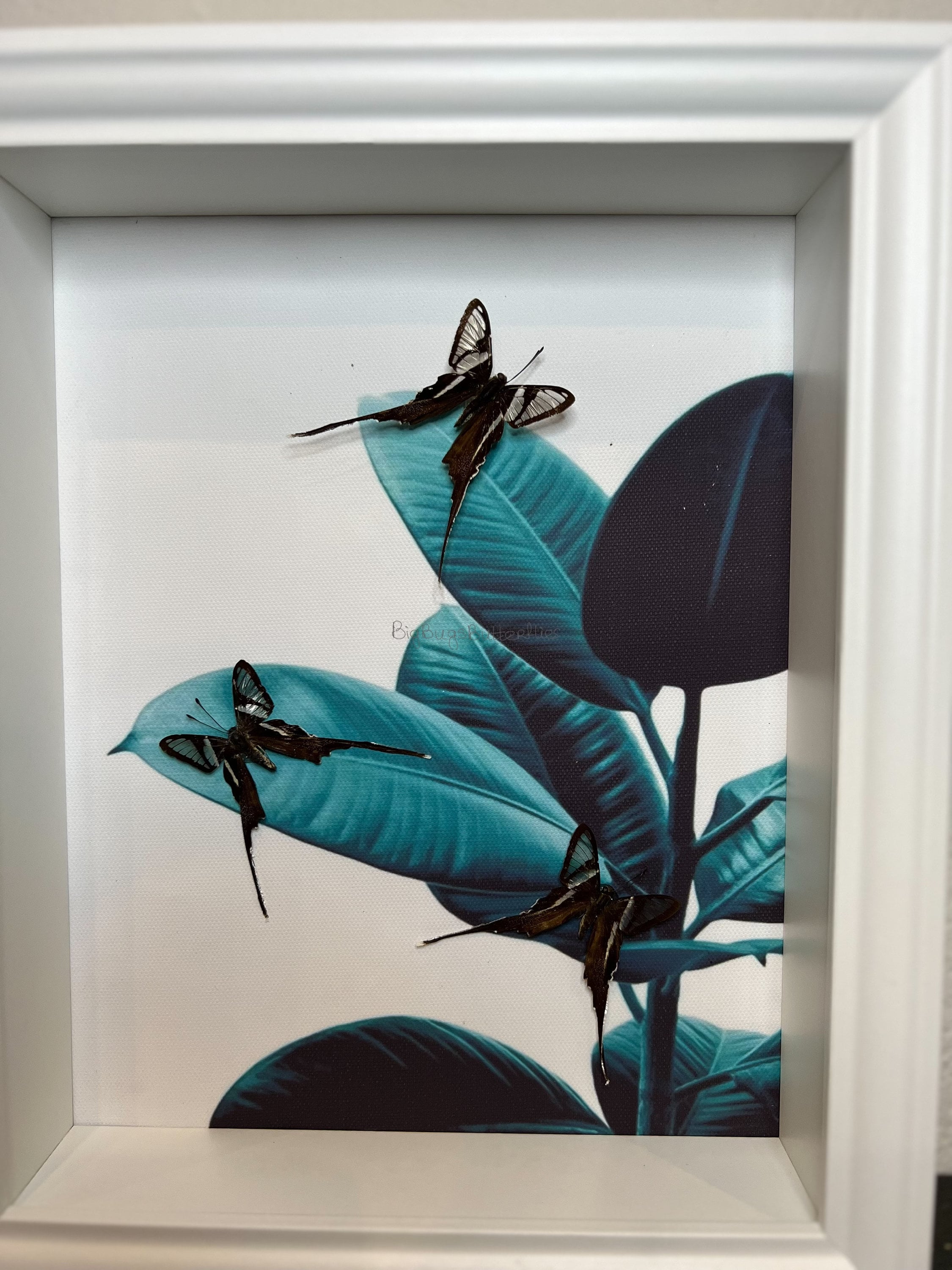 Lamproptera Meges in lijst