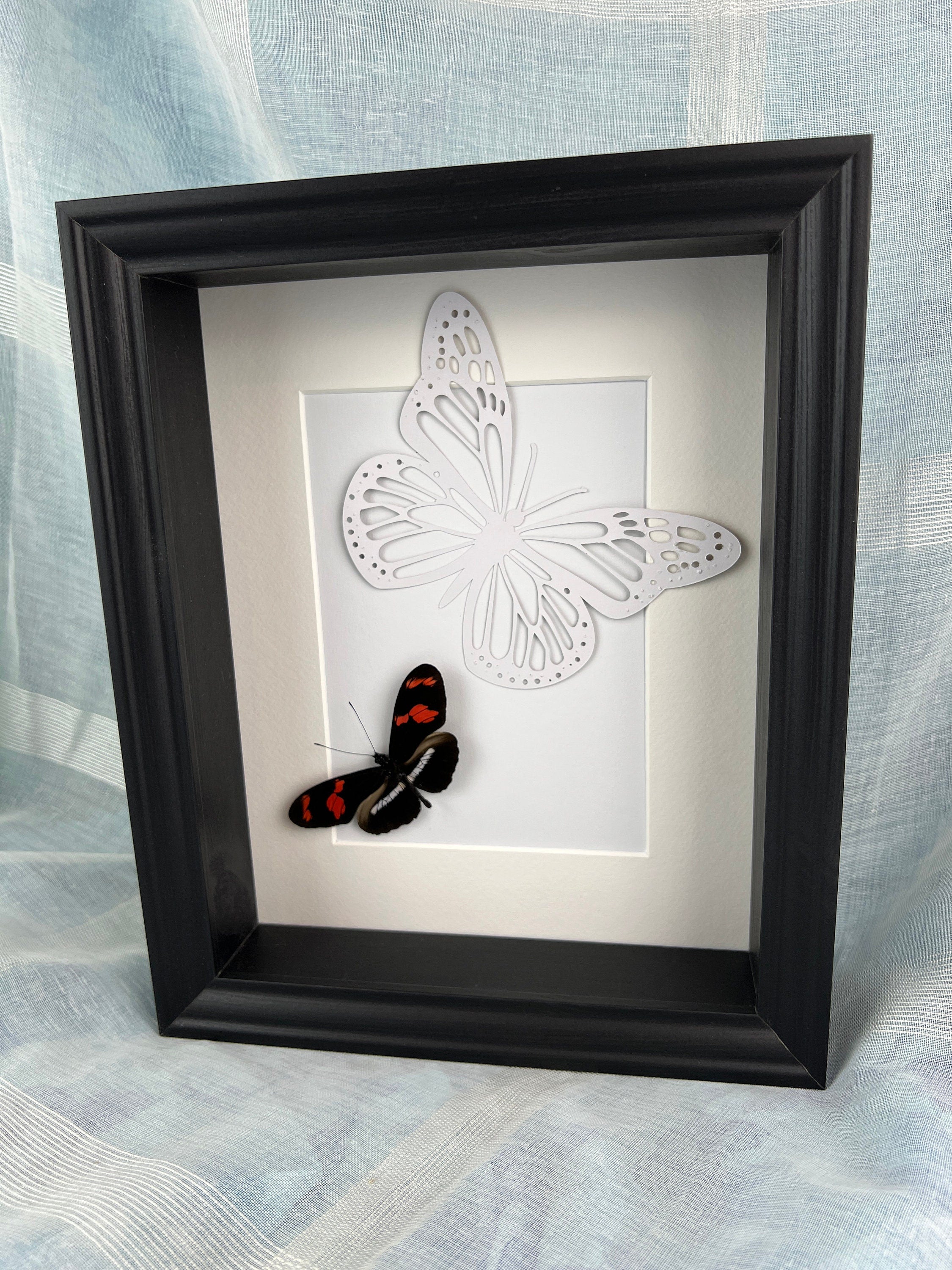 Heleconius auf Schmetterlingsdruck in einem Rahmen