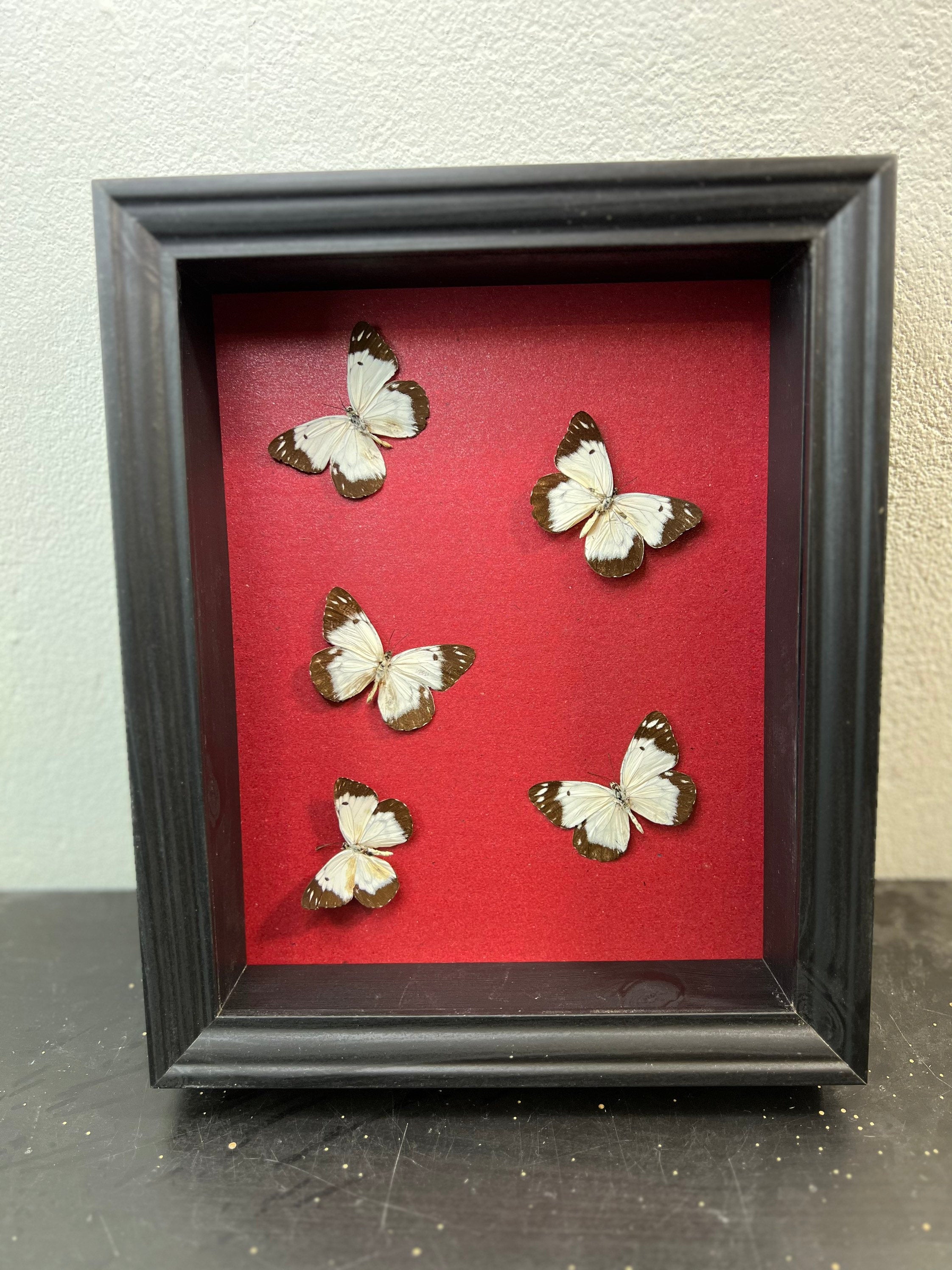 Schmetterlinge im Rahmen