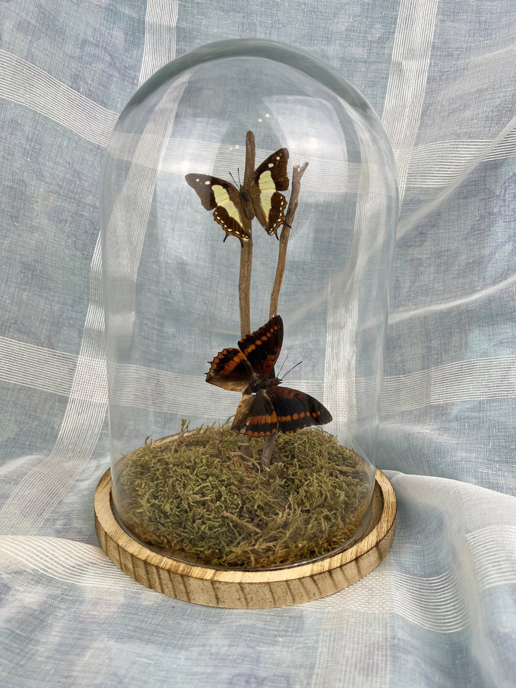 Charaxes Lucretius und Polyura Athama in einer Glasglocke von KEY LIME STORE