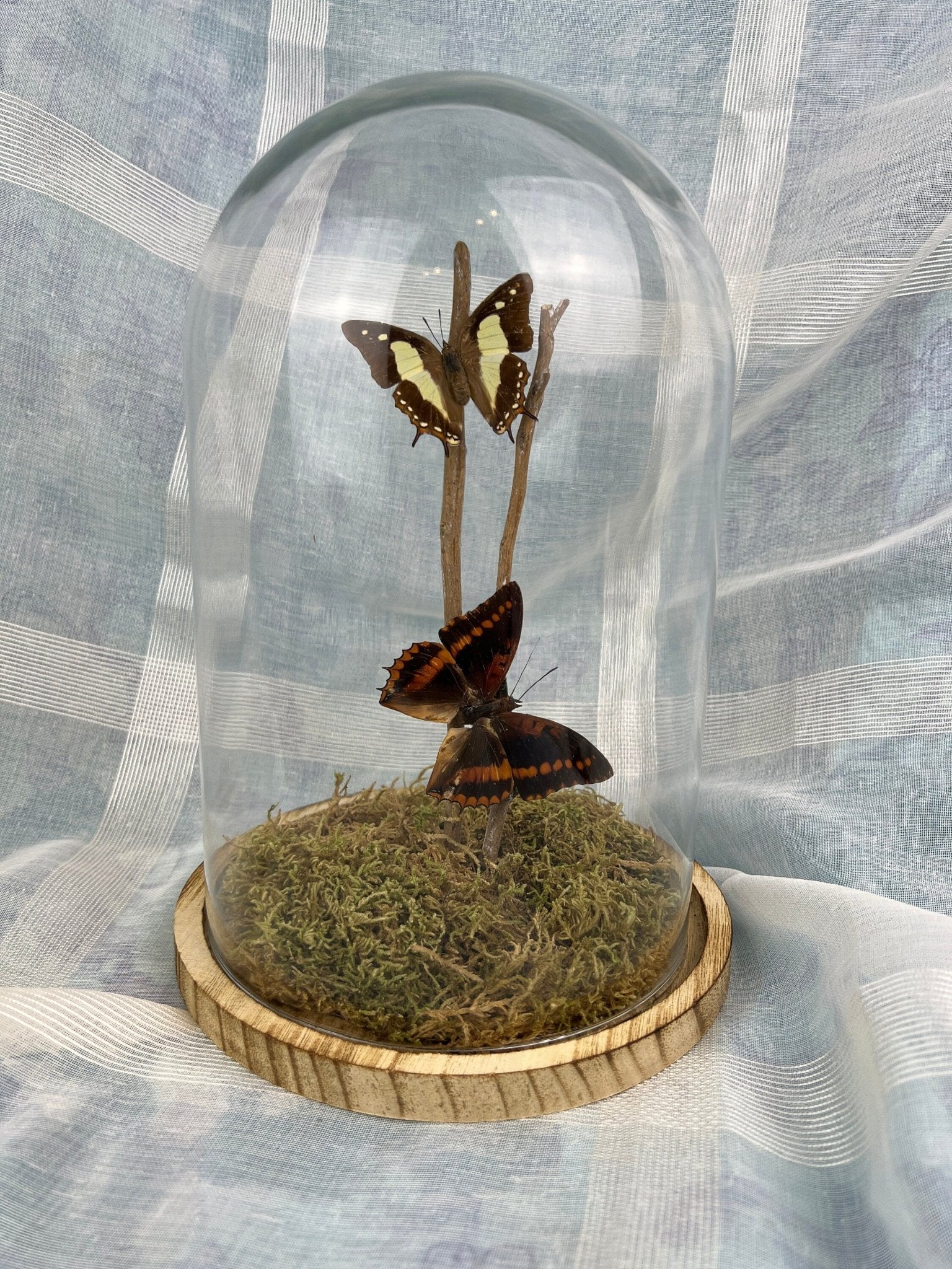Charaxes Lucretius und Polyura Athama in einer Glasglocke von KEY LIME STORE