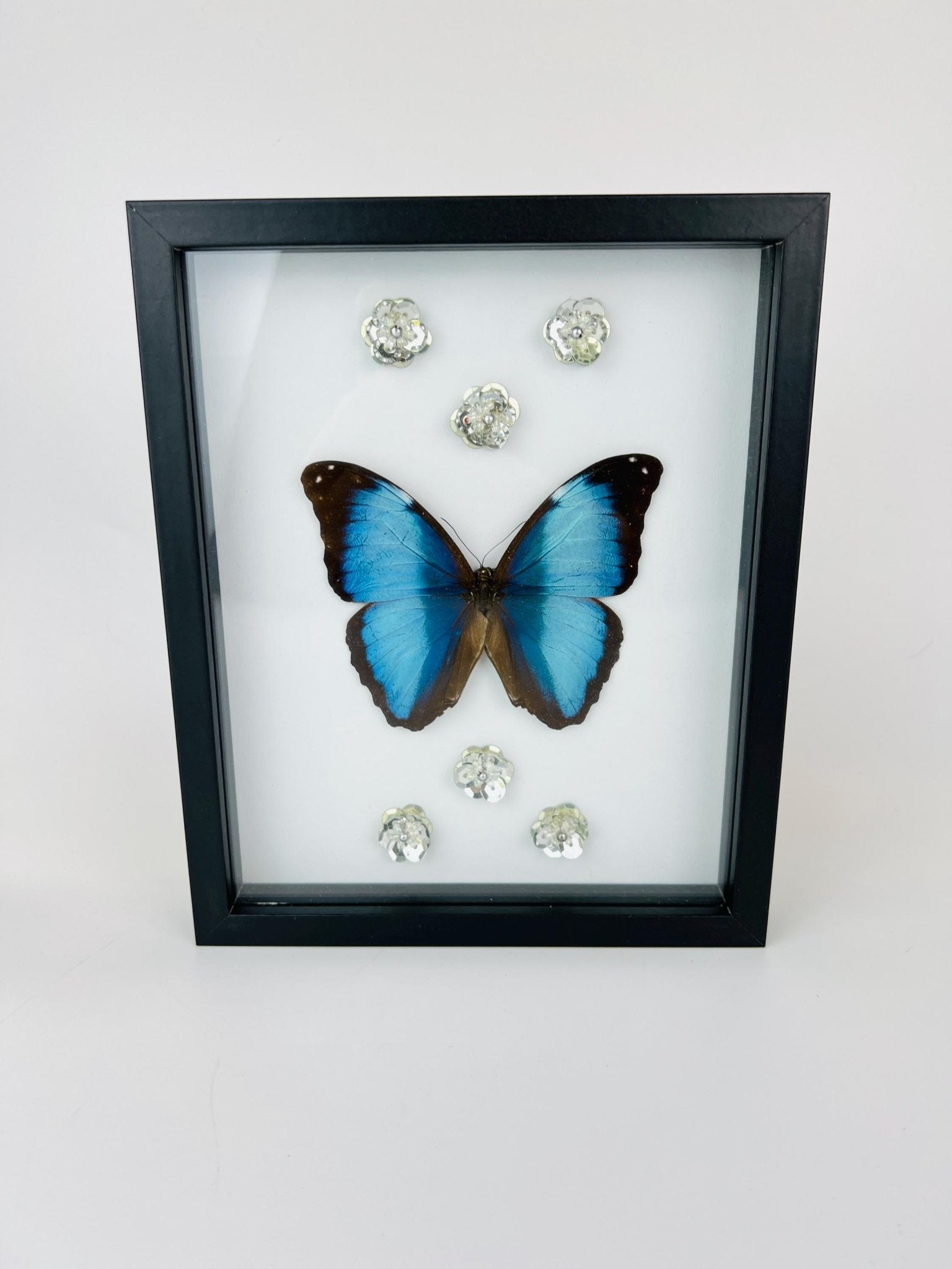 Morpho Deidamia mit Glitzerblumen im Rahmen von KEY LIME STORE