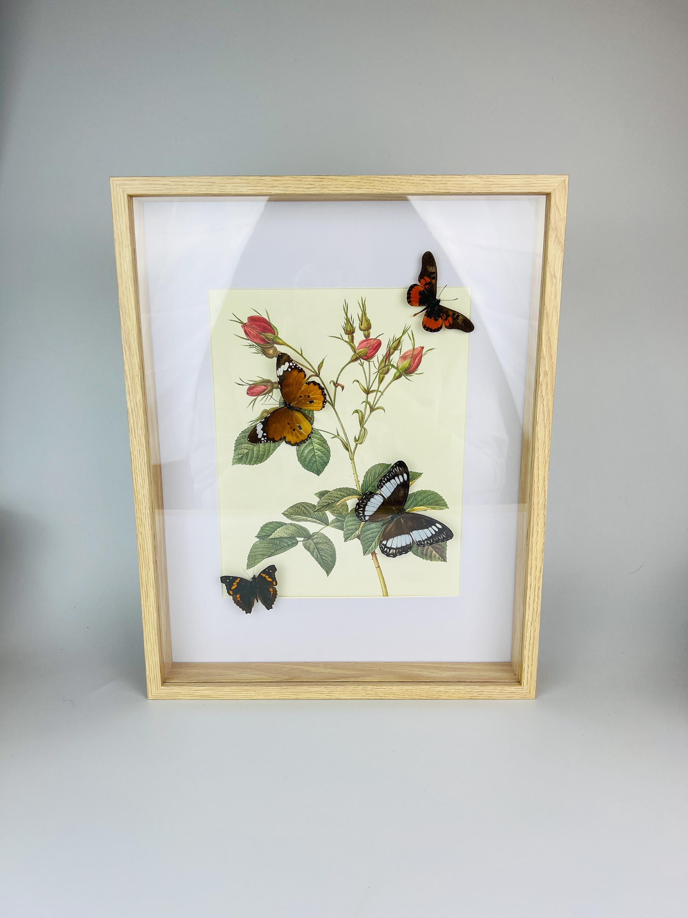 Echte Schmetterlinge auf botanischem Druck, gerahmt