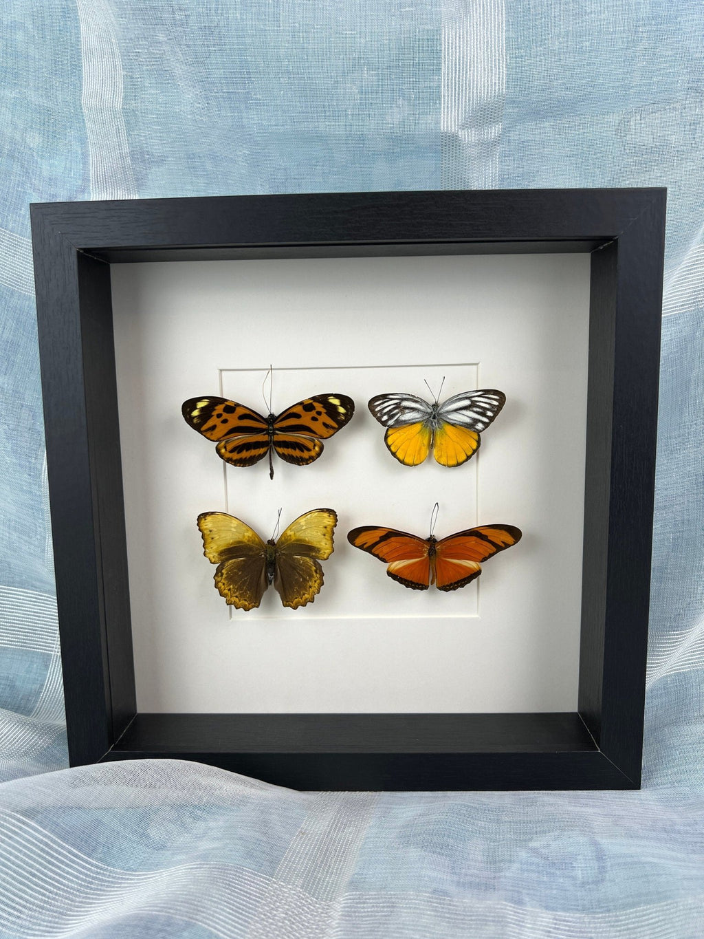 Mechanitis Lysimnia, Cepora Aspasia, Cymothoe Hypata und Dryas Julia in der Liste von KEY LIME STORE