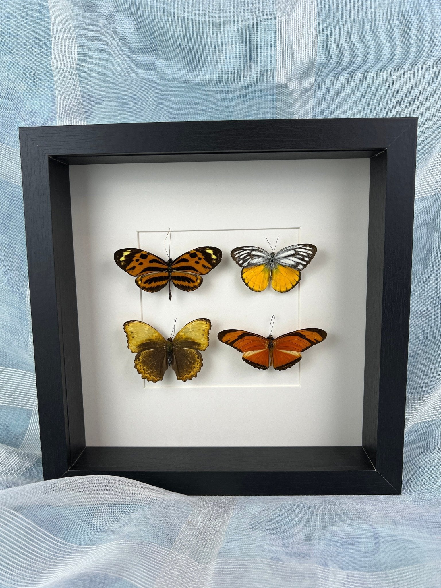 Mechanitis Lysimnia, Cepora Aspasia, Cymothoe Hypata en Dryas Julia in lijst by KEY LIME STORE