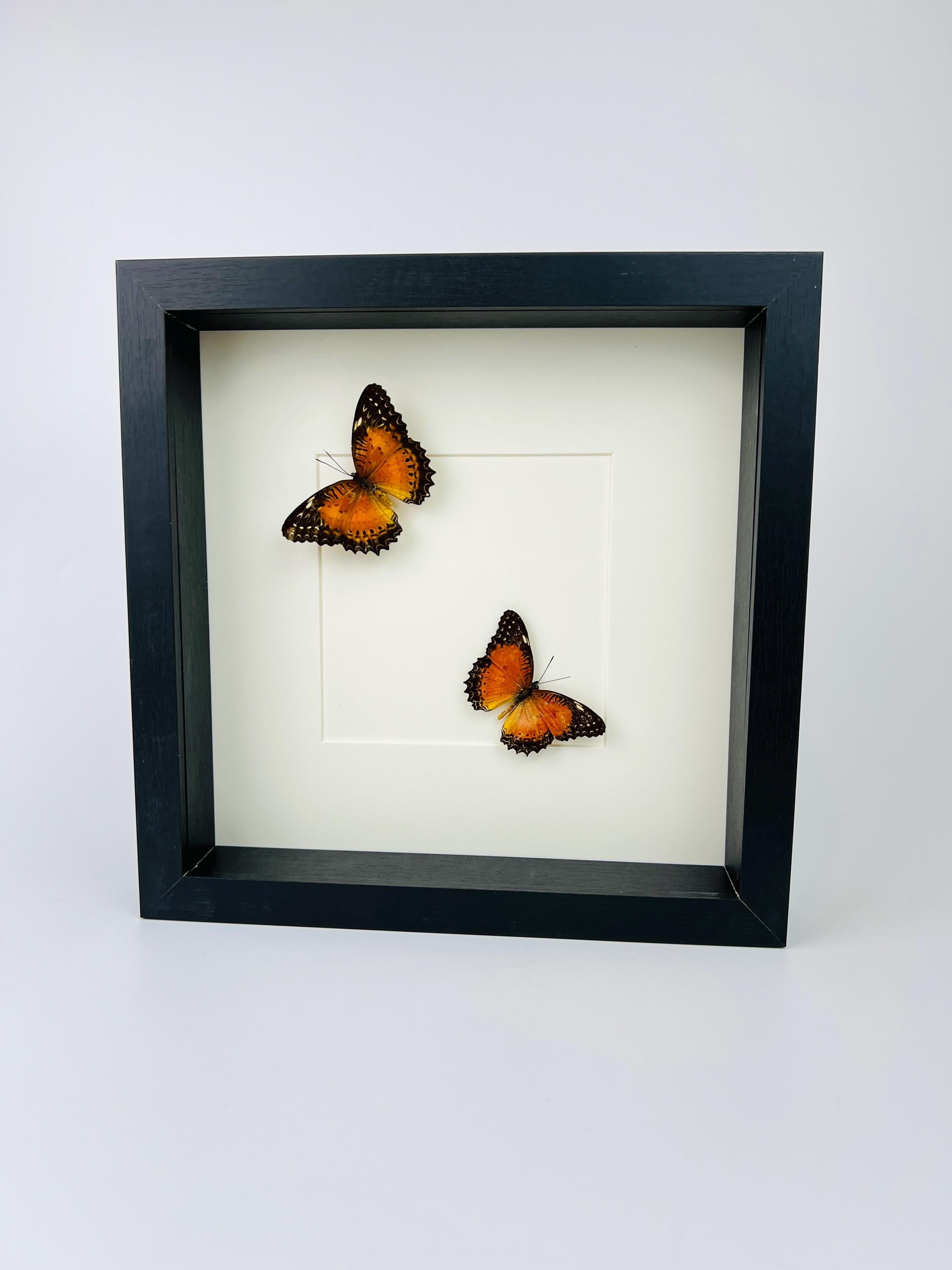 Cethosia Biblis im Rahmen