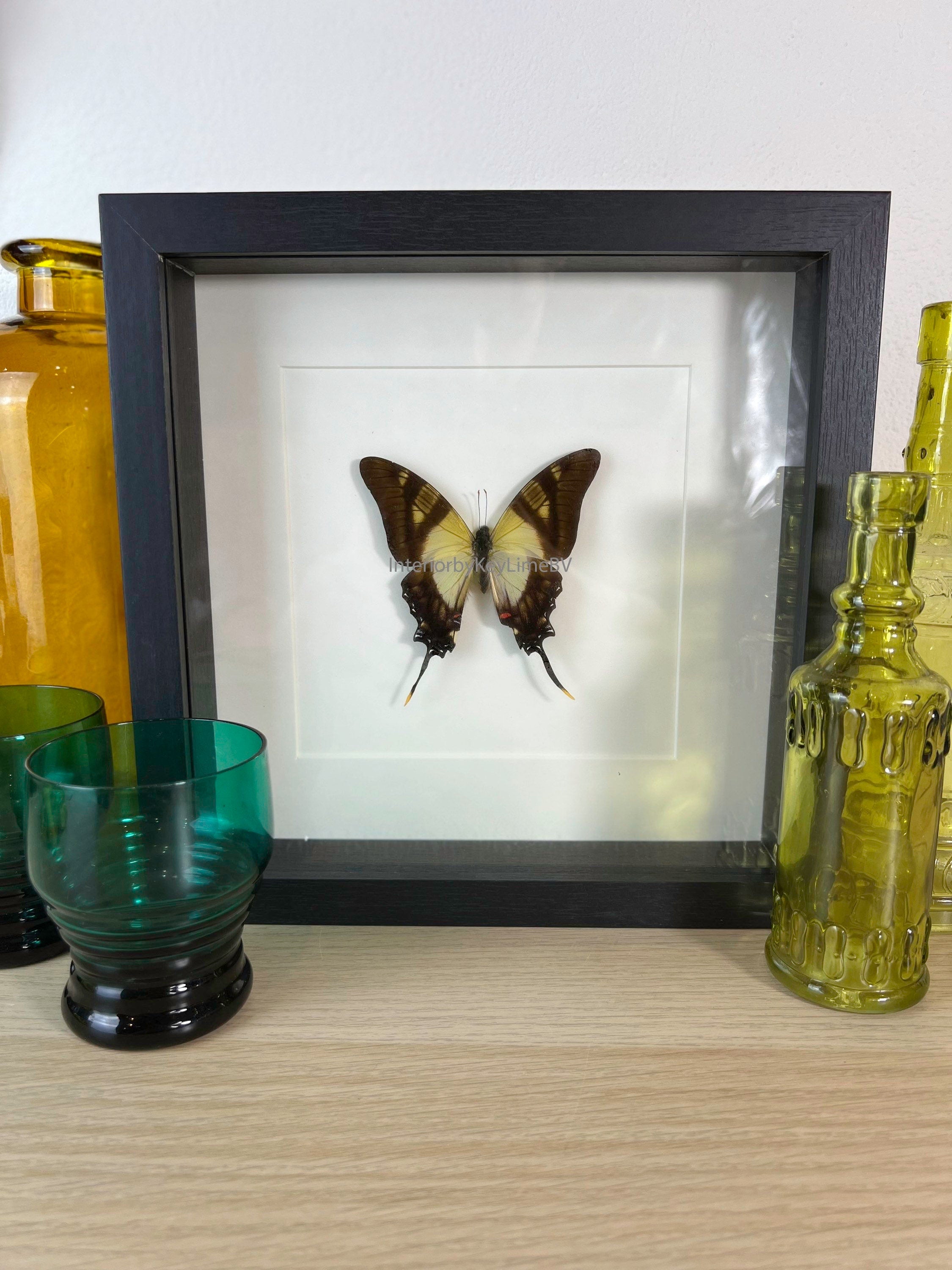 Eurytides Serville in lijst